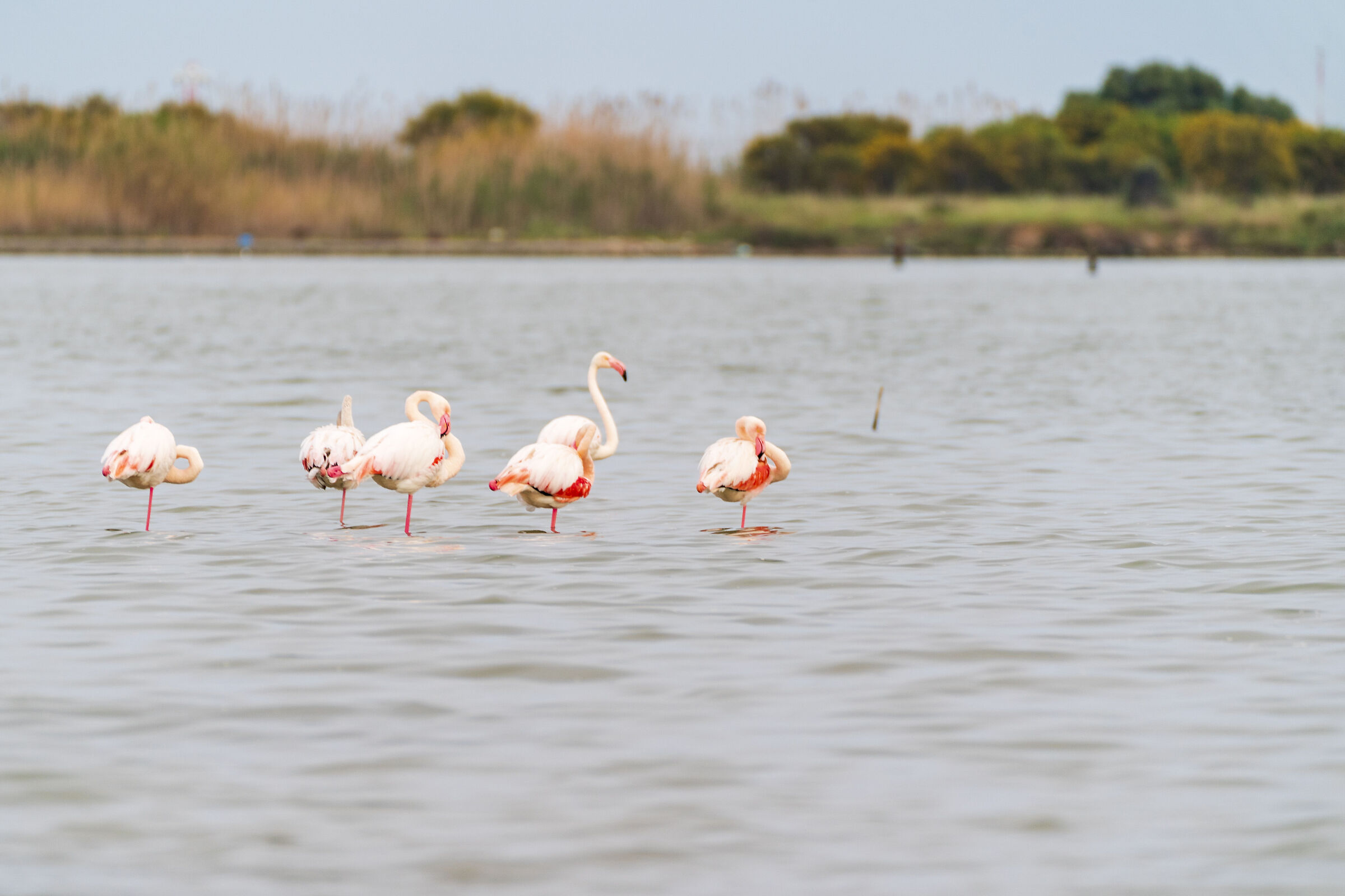 Fenicotteri Stagno di Cagliari