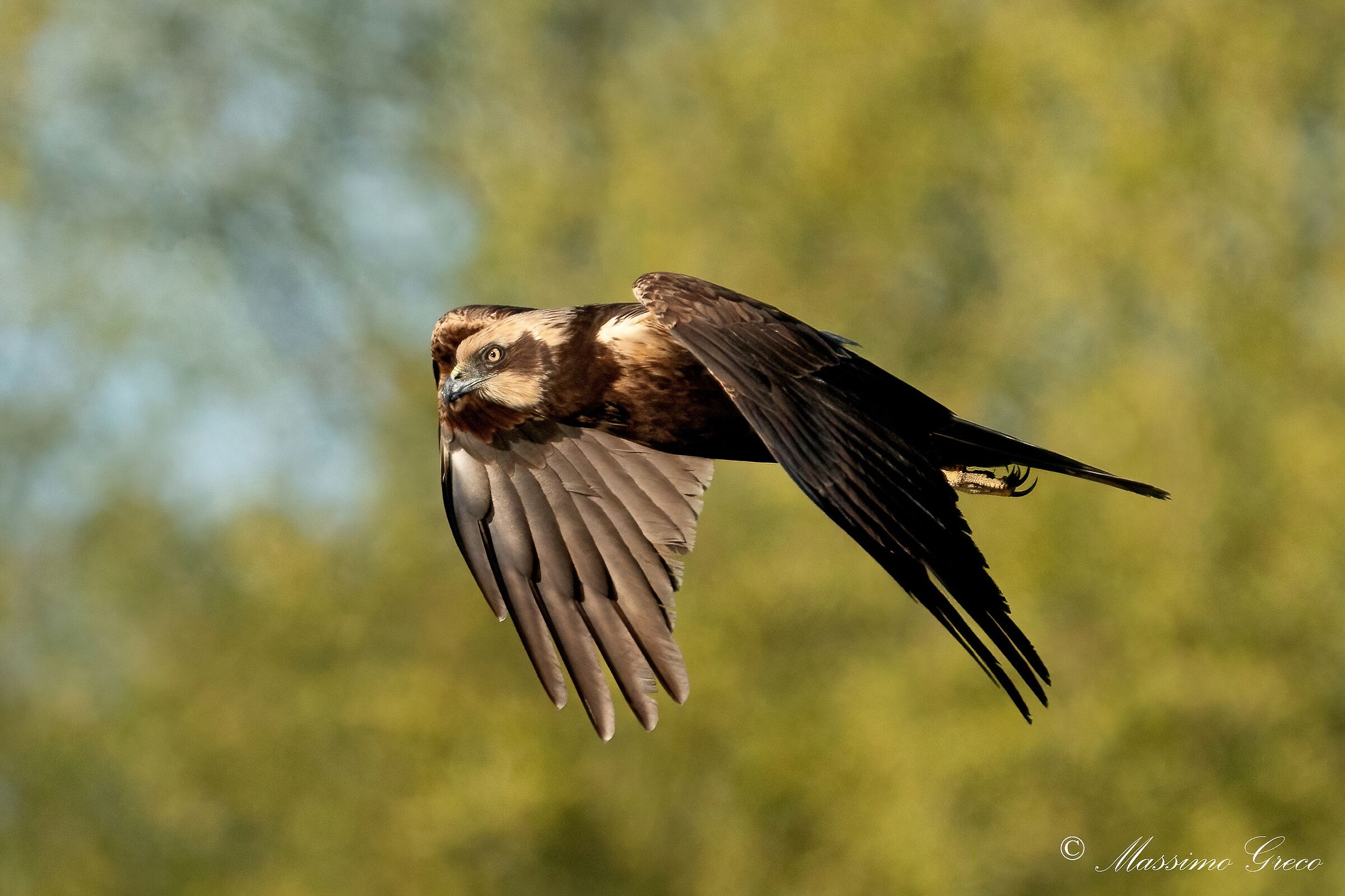 Falco di palude (Circus aeruginosus)