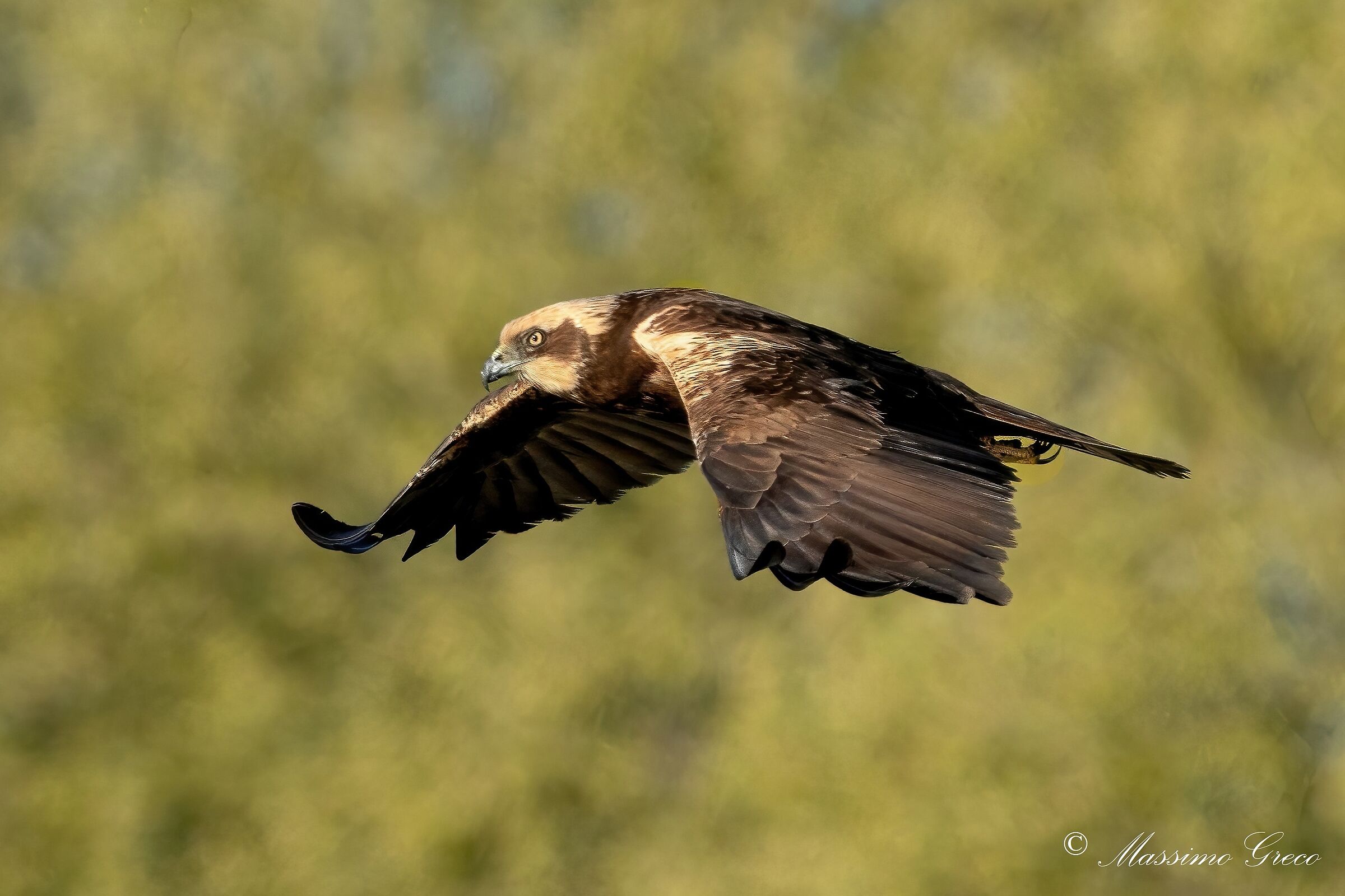 Falco di palude (Circus aeruginosus)
