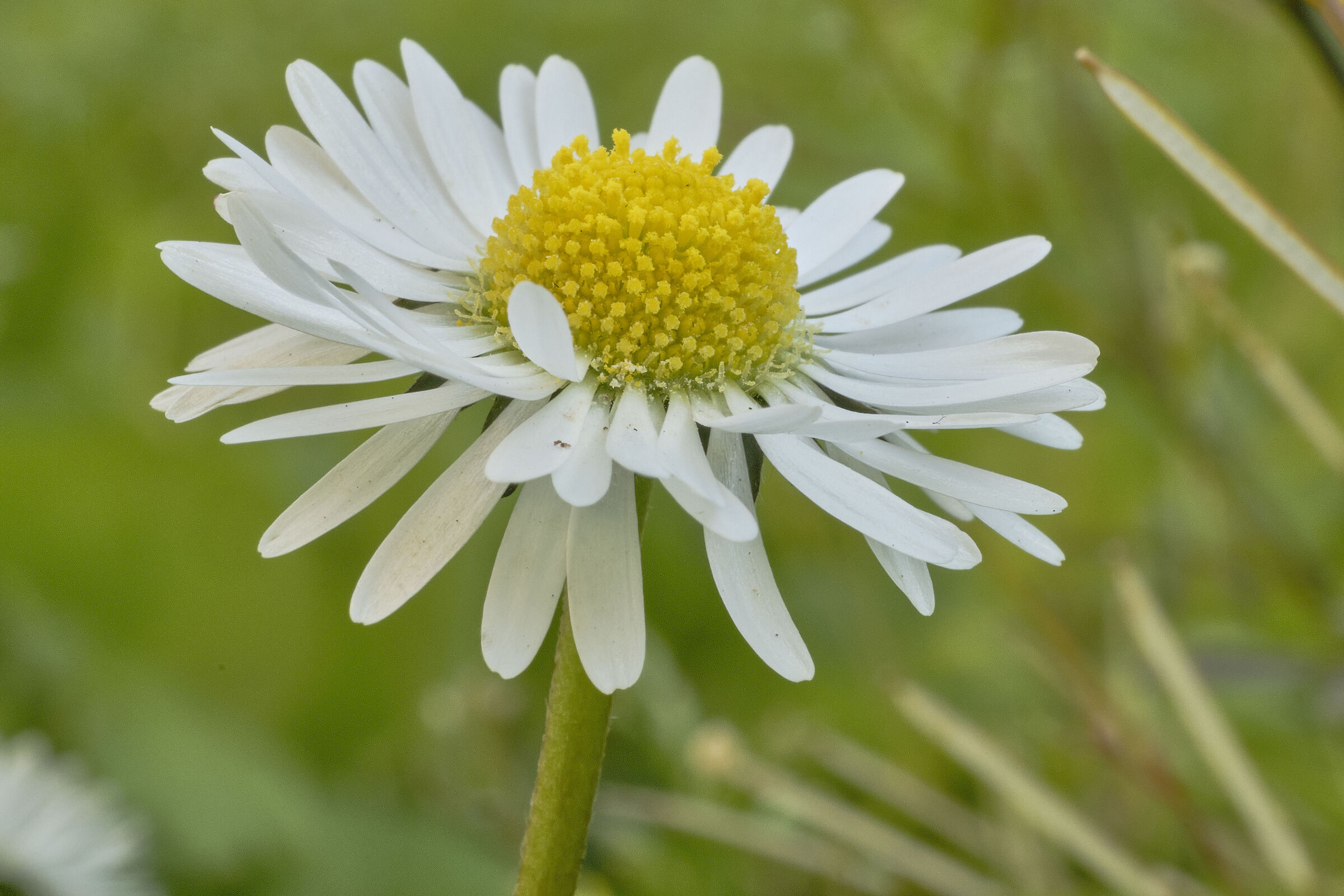 Field Daisy
