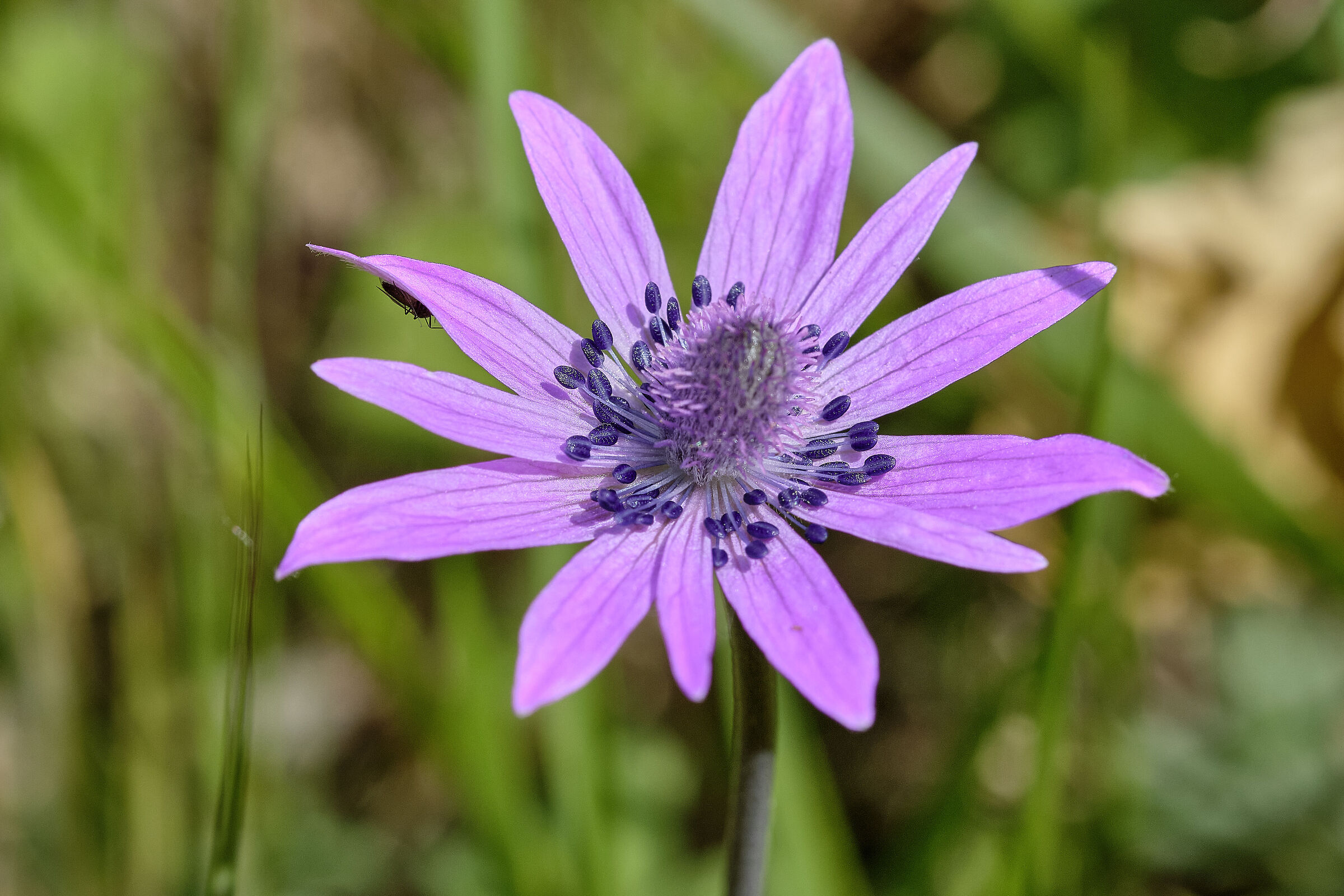 African Field Margherita