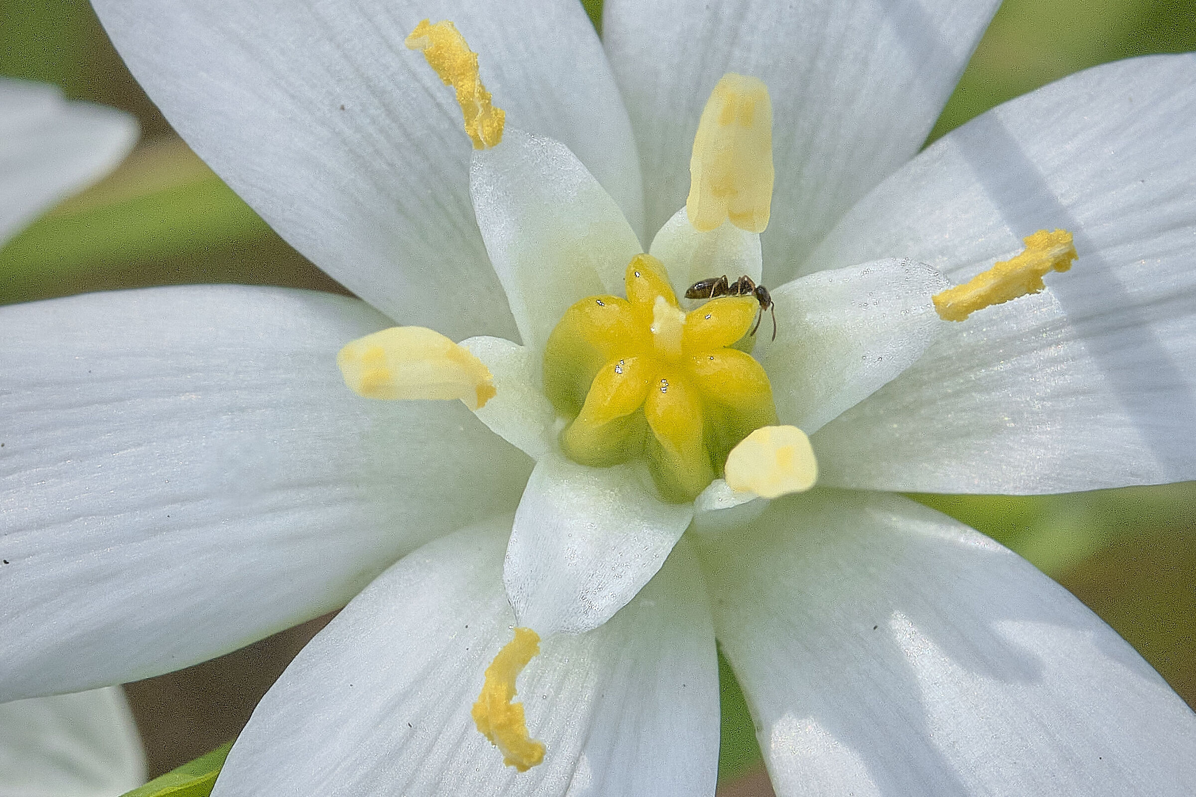 The climb of the ornithogallo