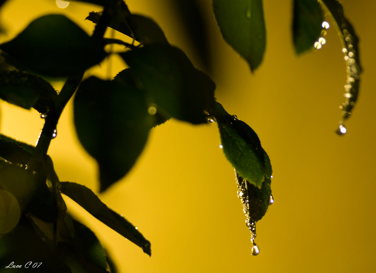 Pioggia 1 (Maranello)