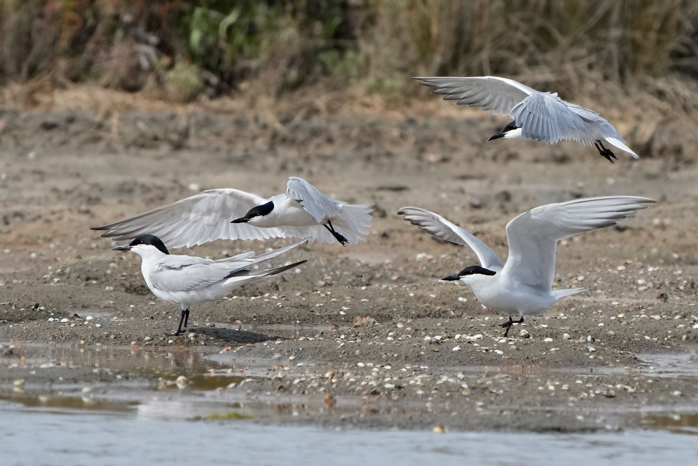 Black-legged terns