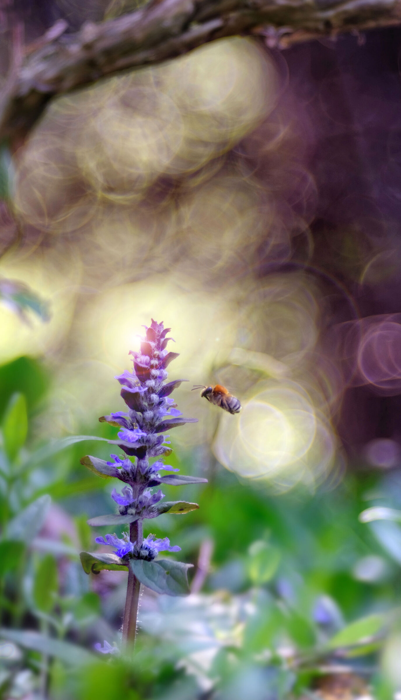 Prima volta con il trioplan 100