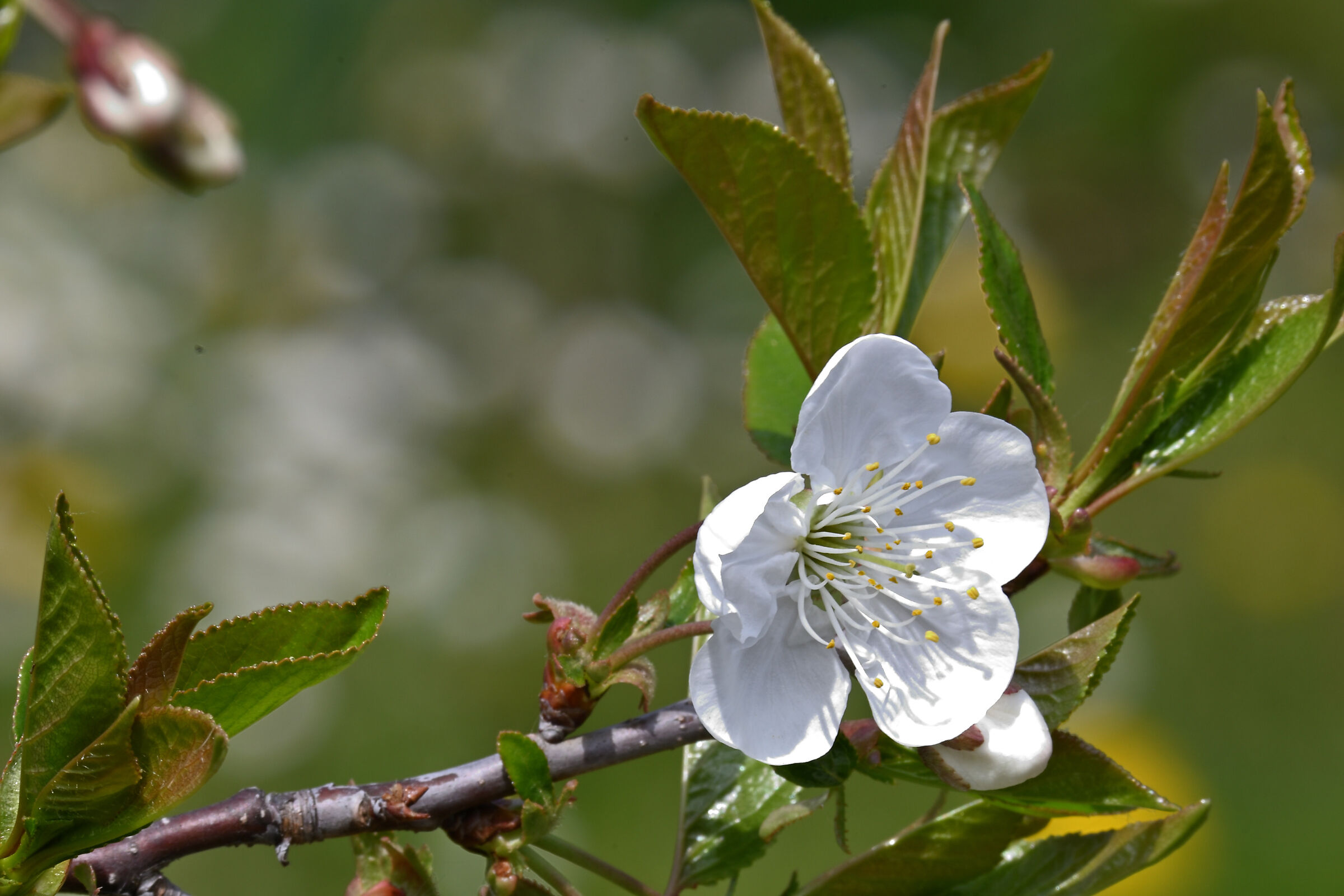 Black cherry flower