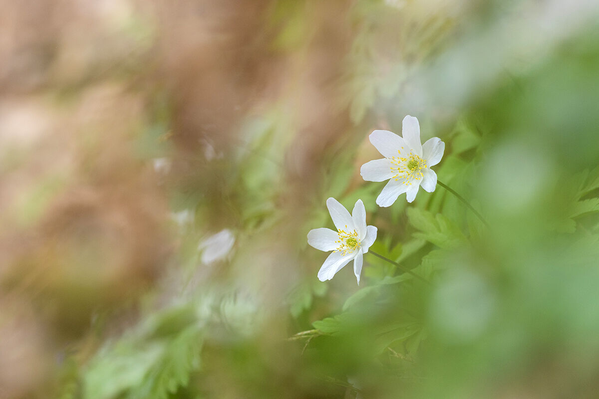Anemone nemorosa