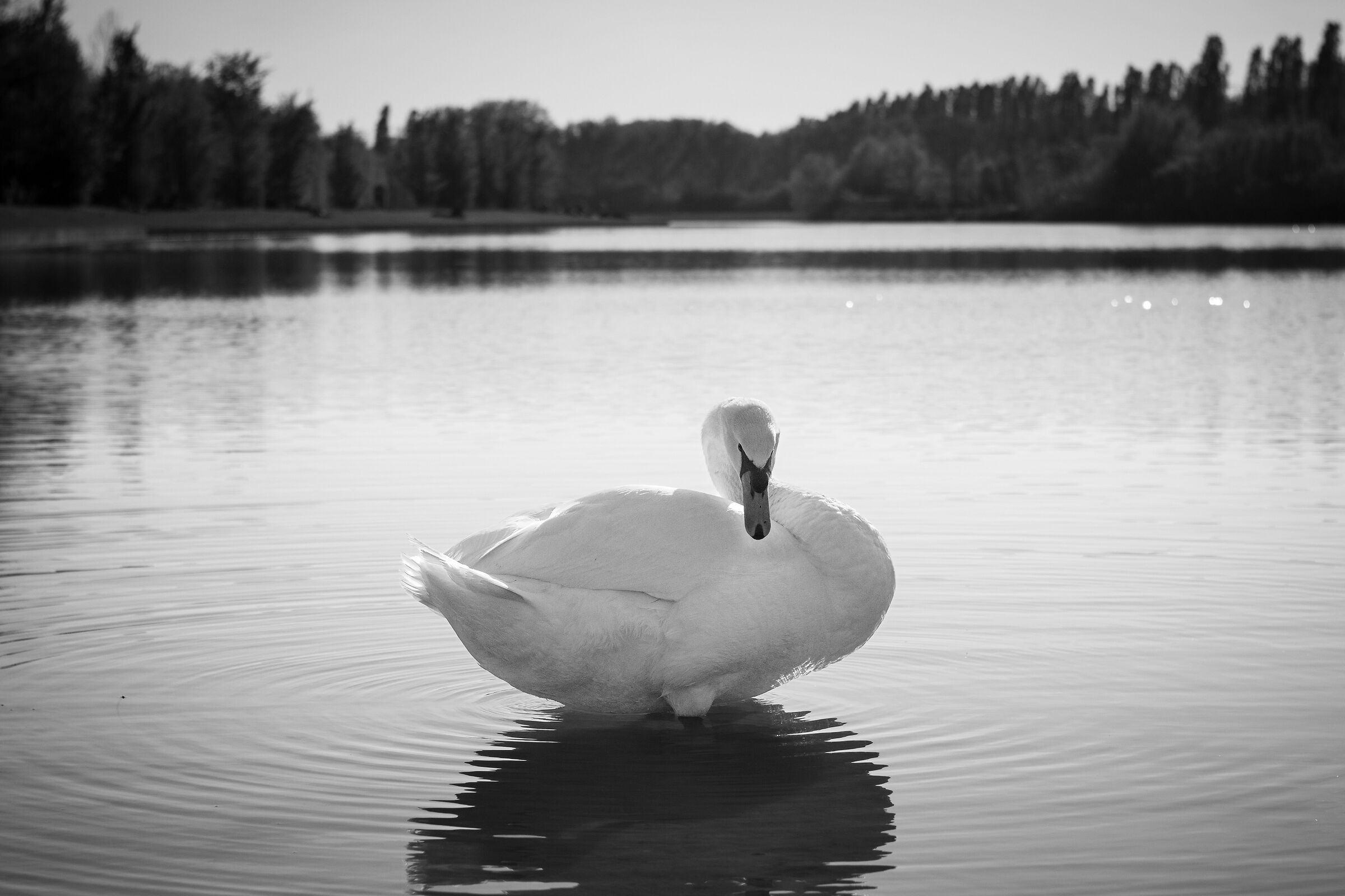 Swan