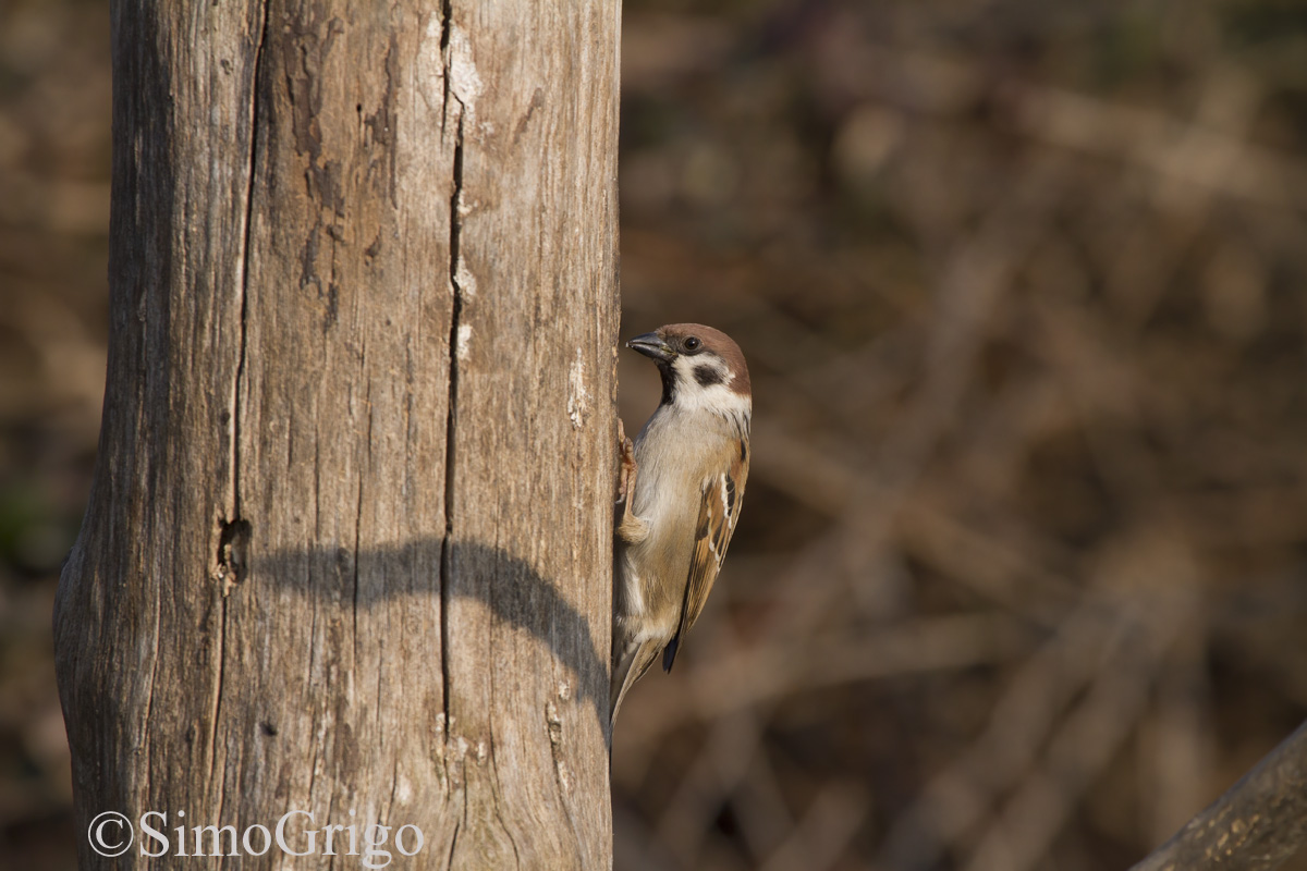 Tree Sparrow