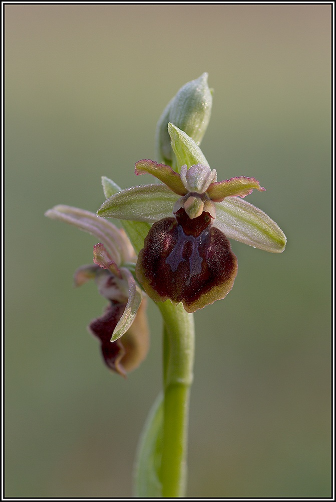 Ophrys sphegodes