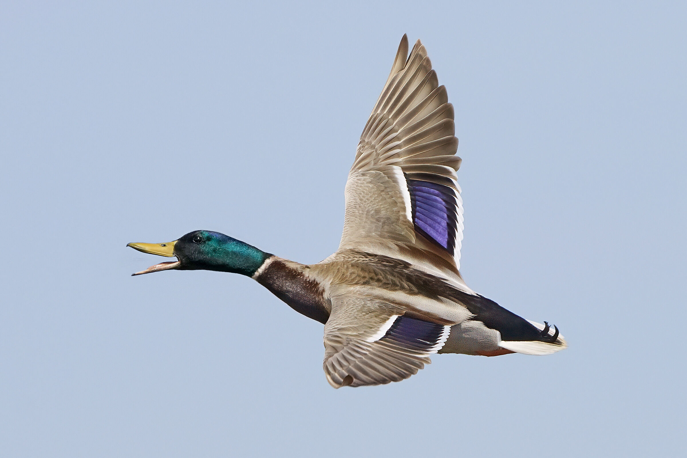 Mallard