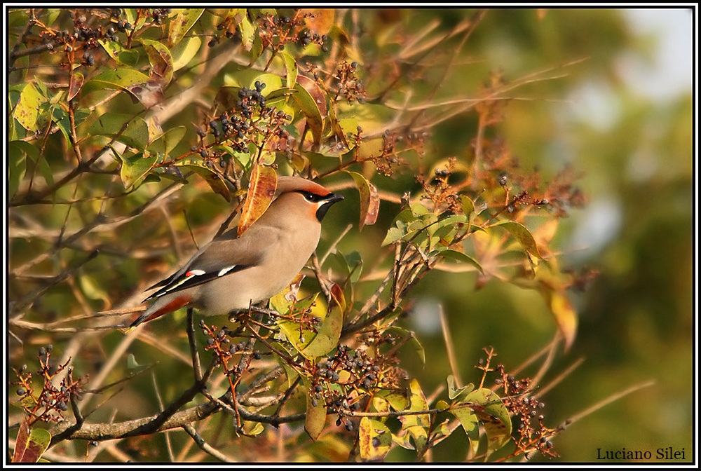 Beccofrusone (Bombycilla garrulus)
