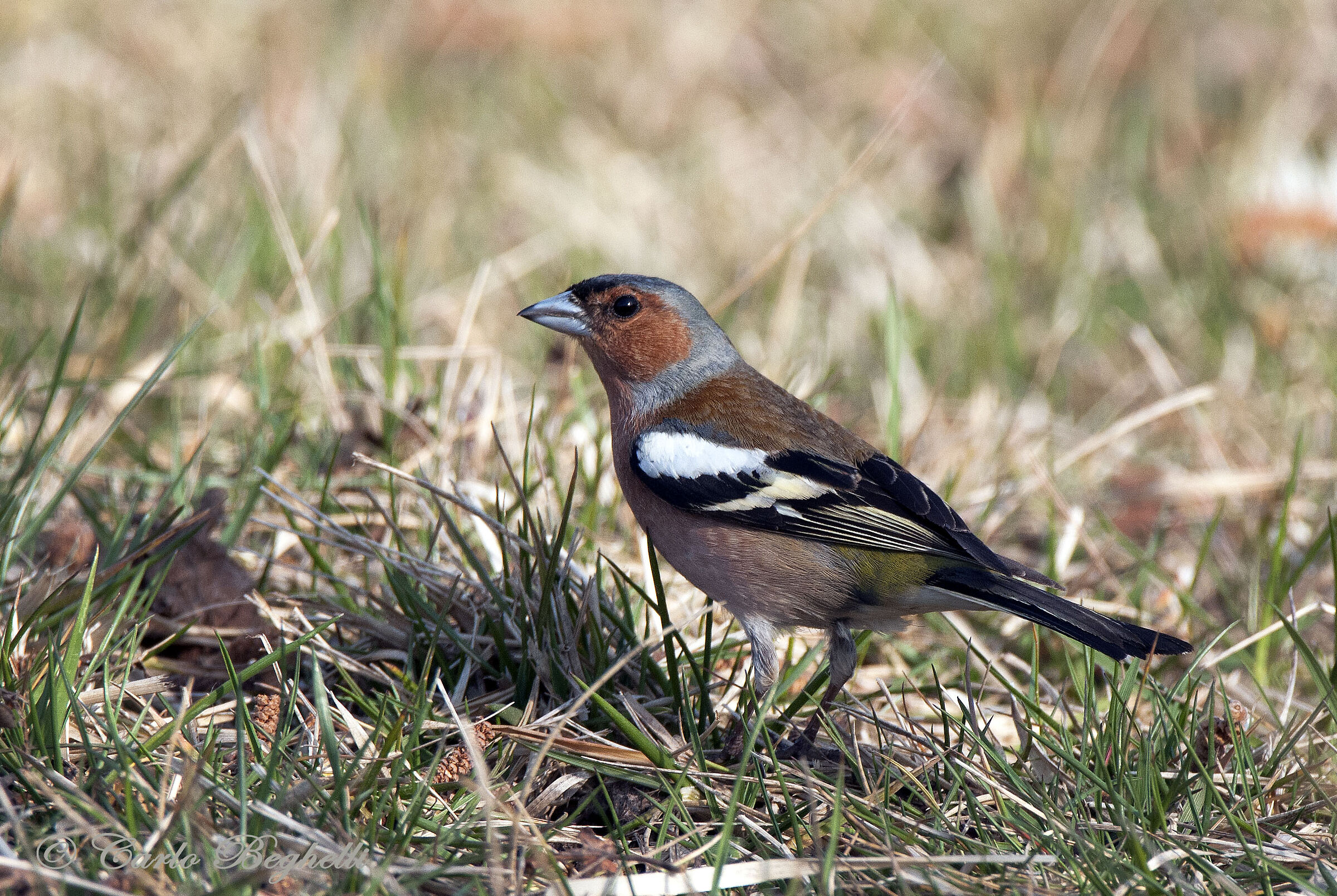 Chaffinch