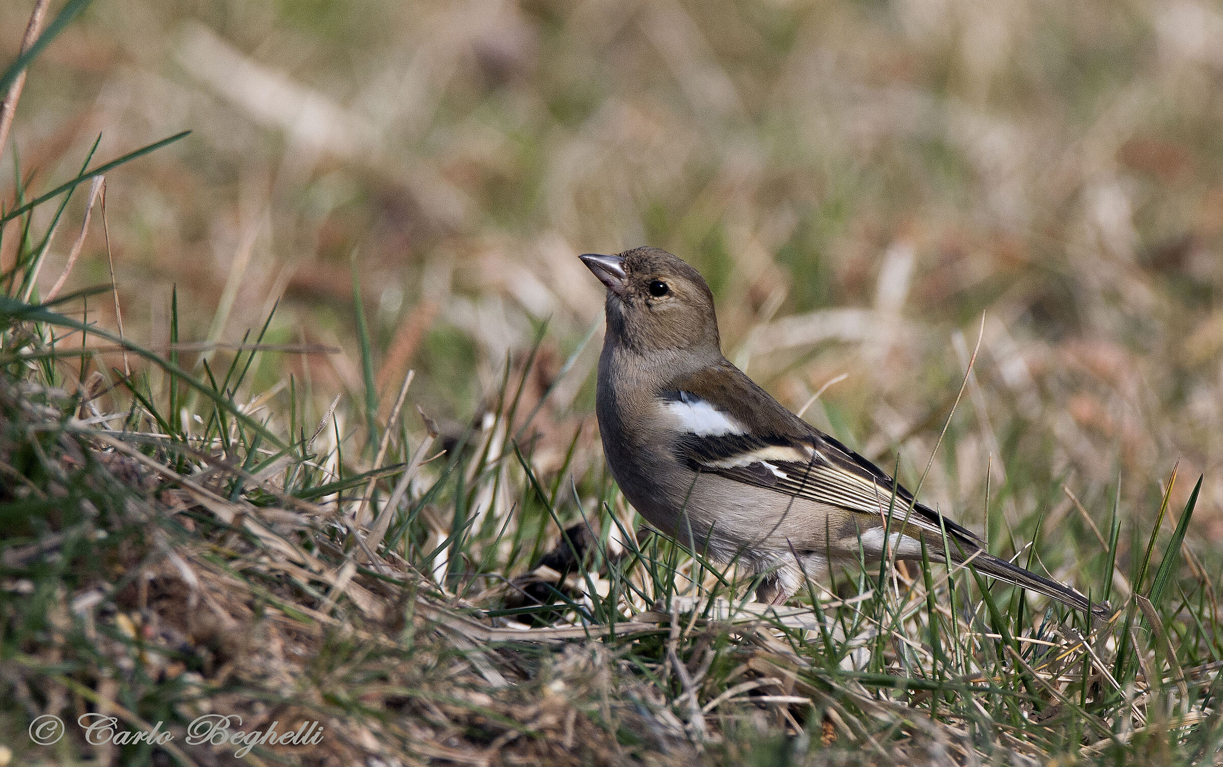 Chaffinch