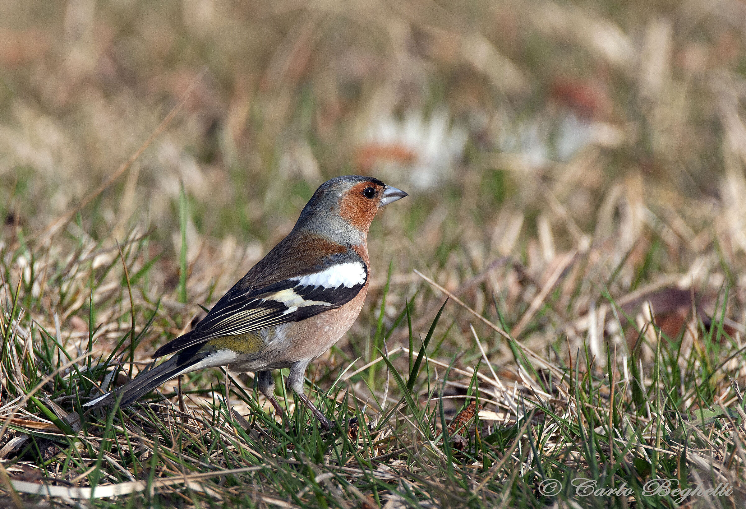 Chaffinch