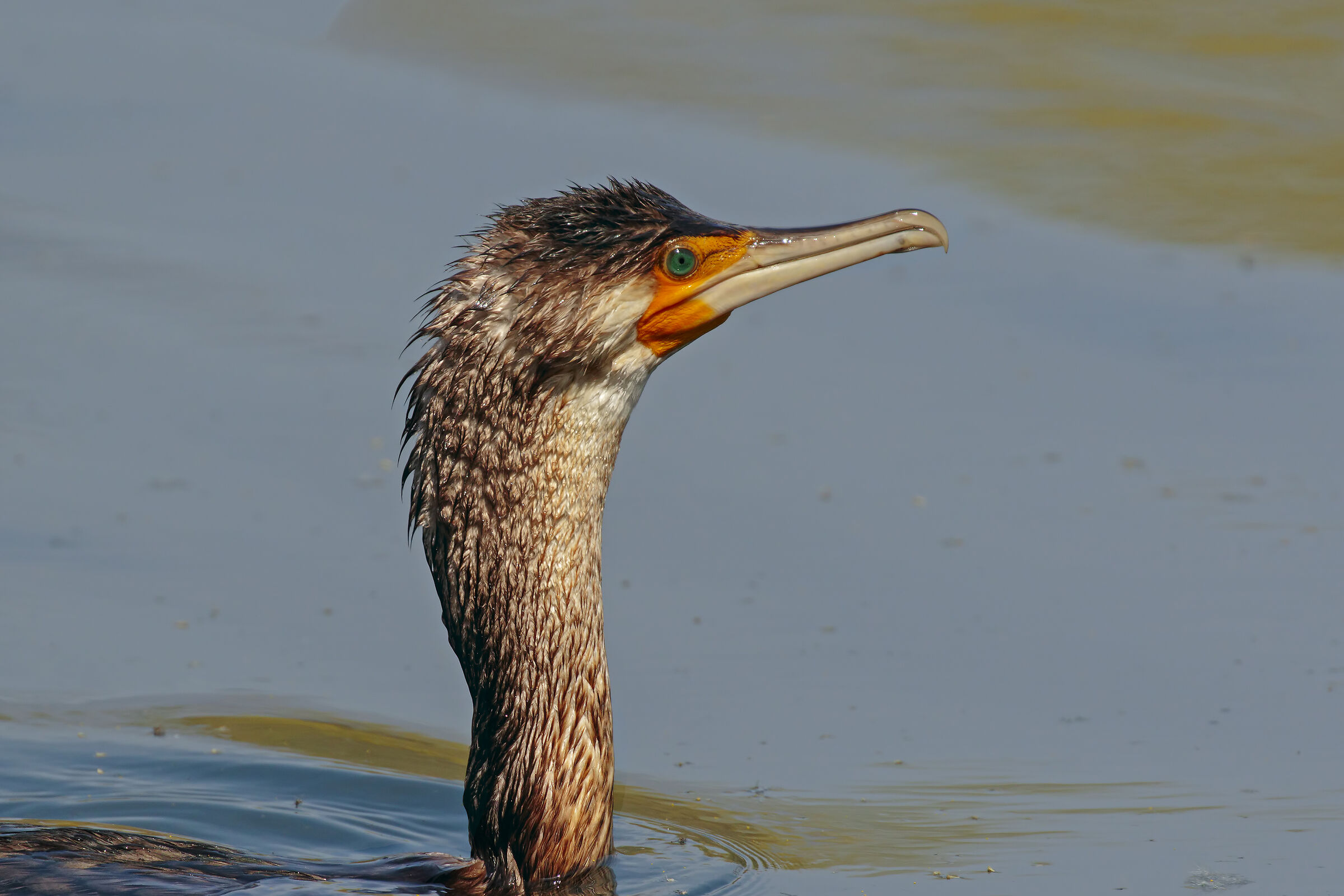 Giovane cormorano