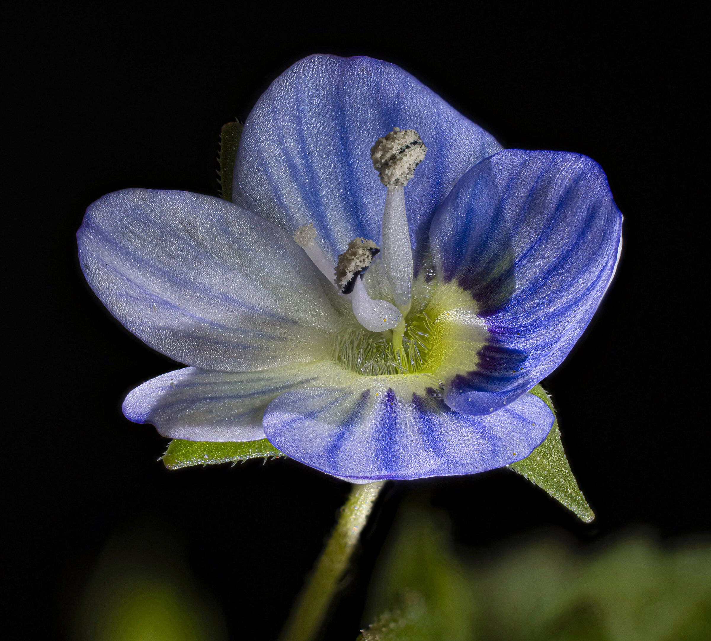 My beautiful Veronica...