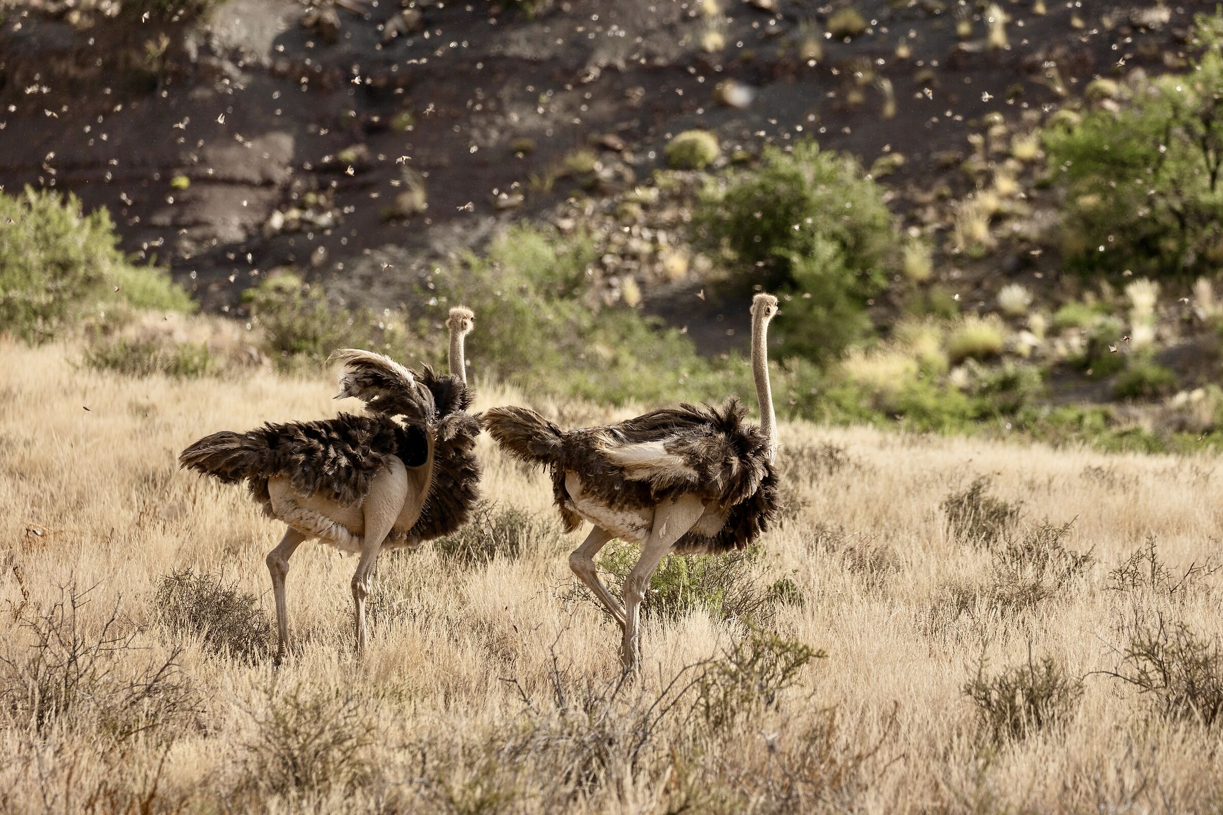 Locusts! As if it were raining...