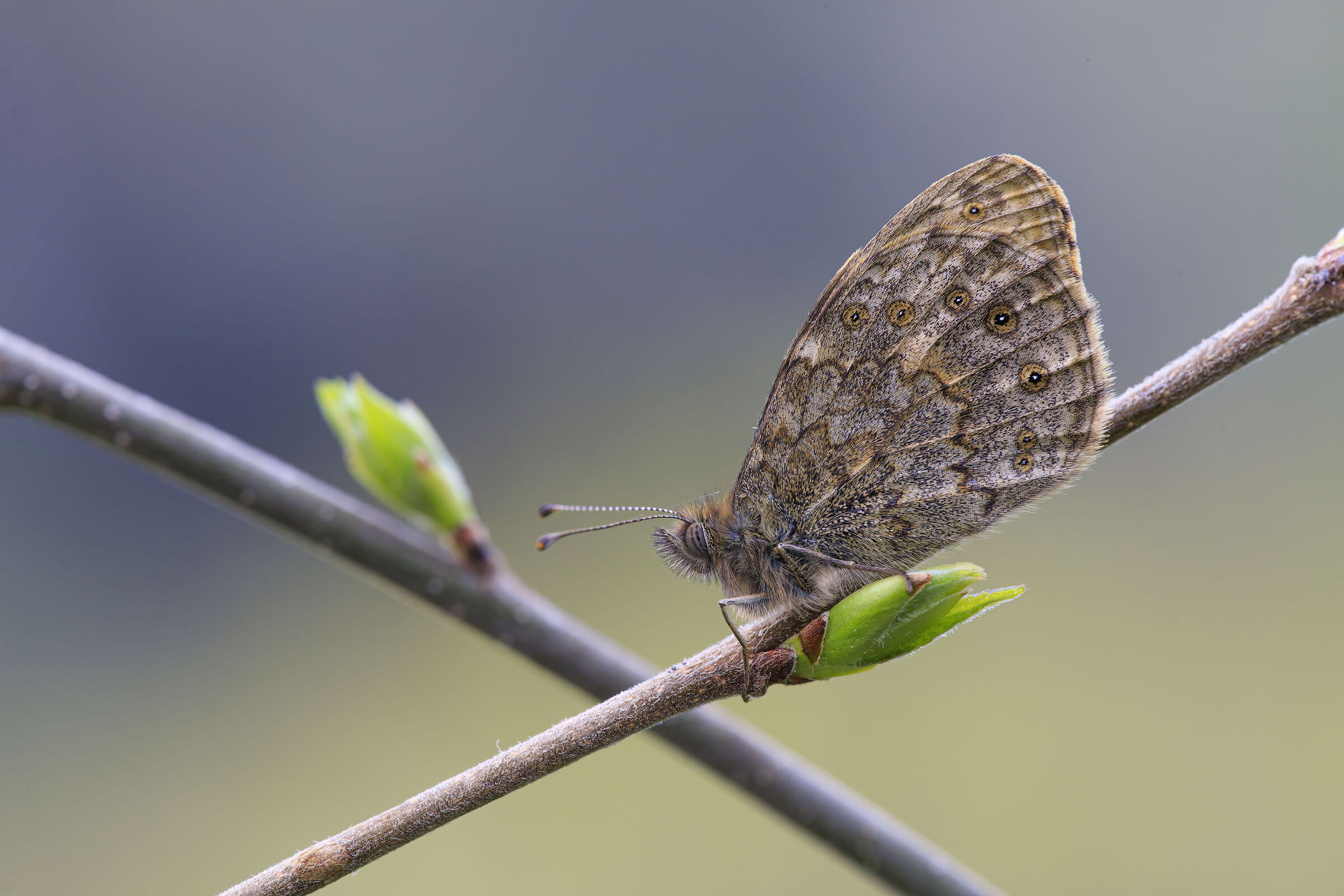 Coenonympha pamphilus