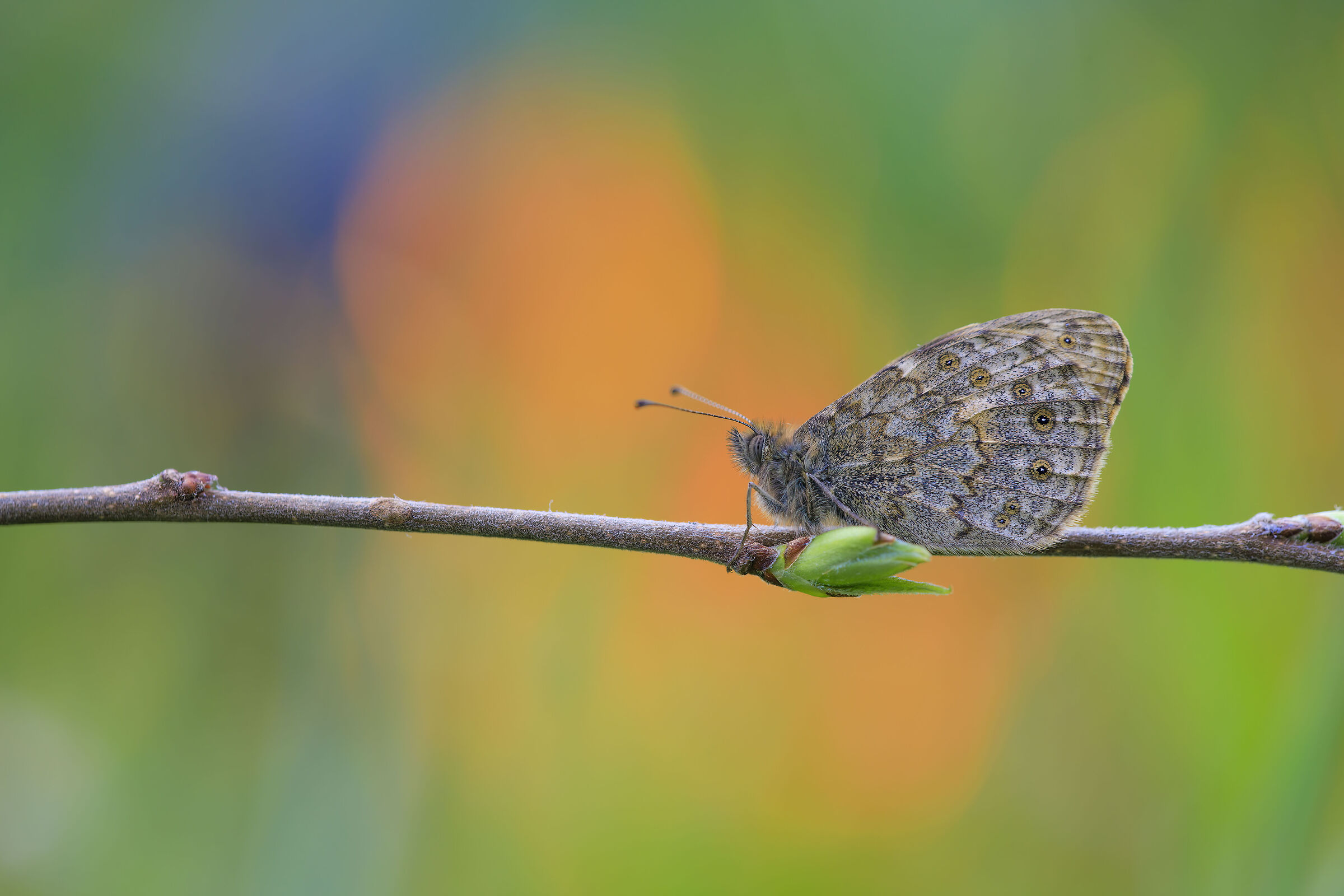 Coenonympha pamphilus