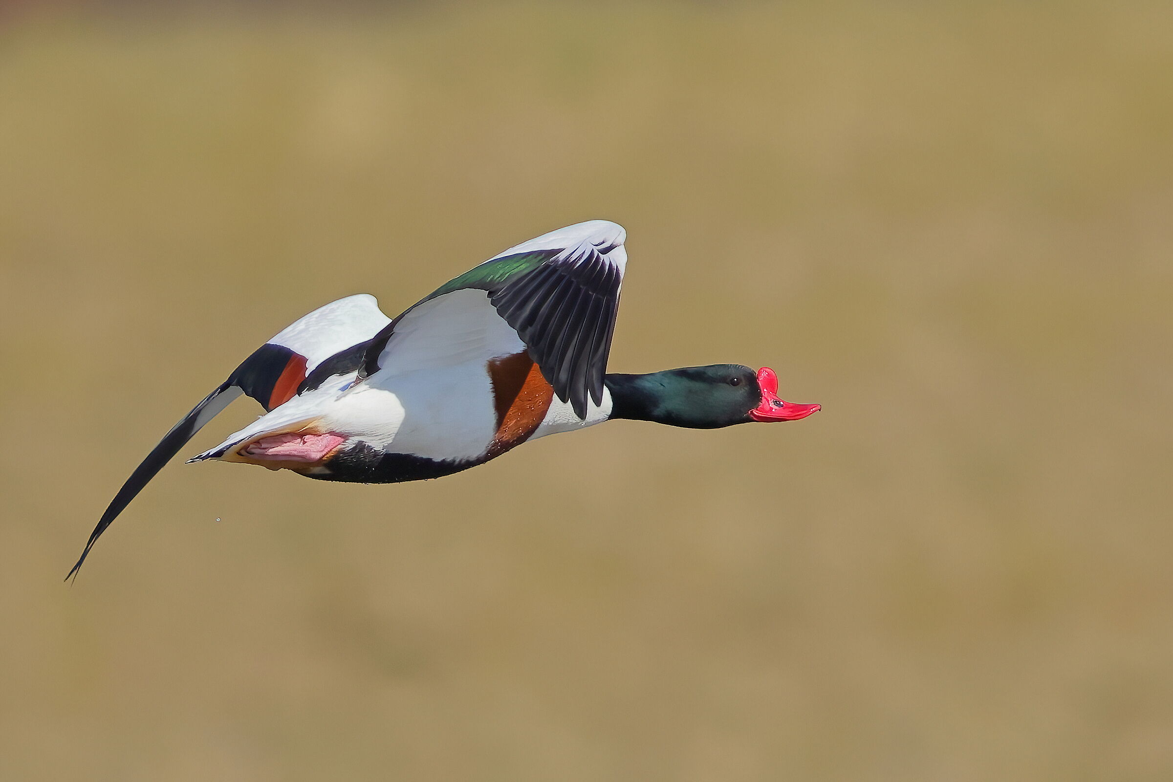 Common shelduck