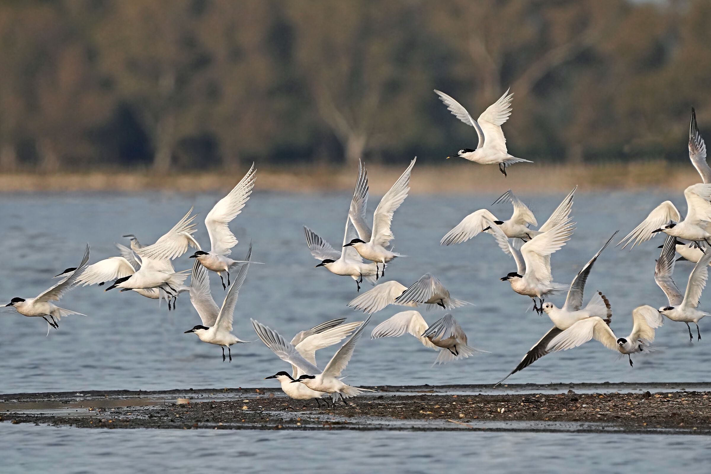 L'involarsi dei beccapesci al tramonto