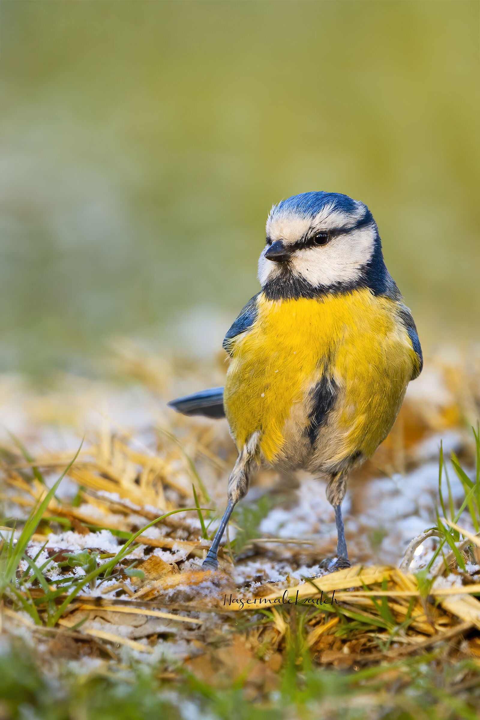 Blue tit
