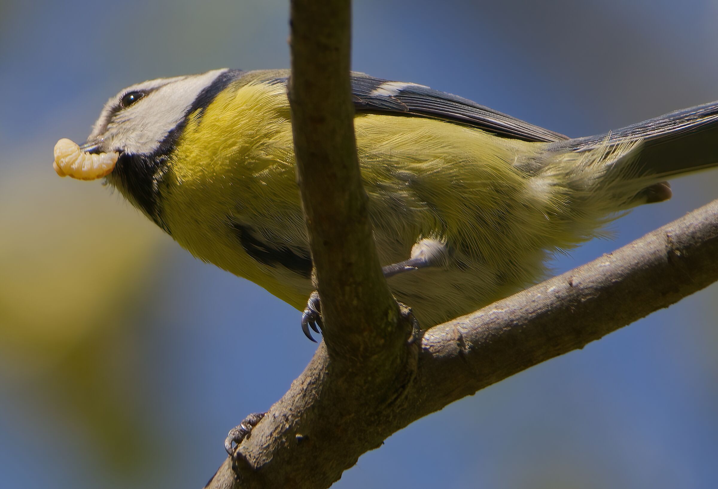 La larva cicciottella
