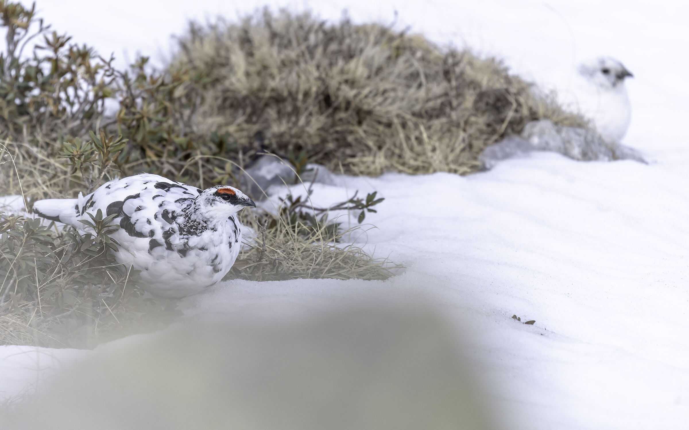 White Partridges ,Valsassina LC