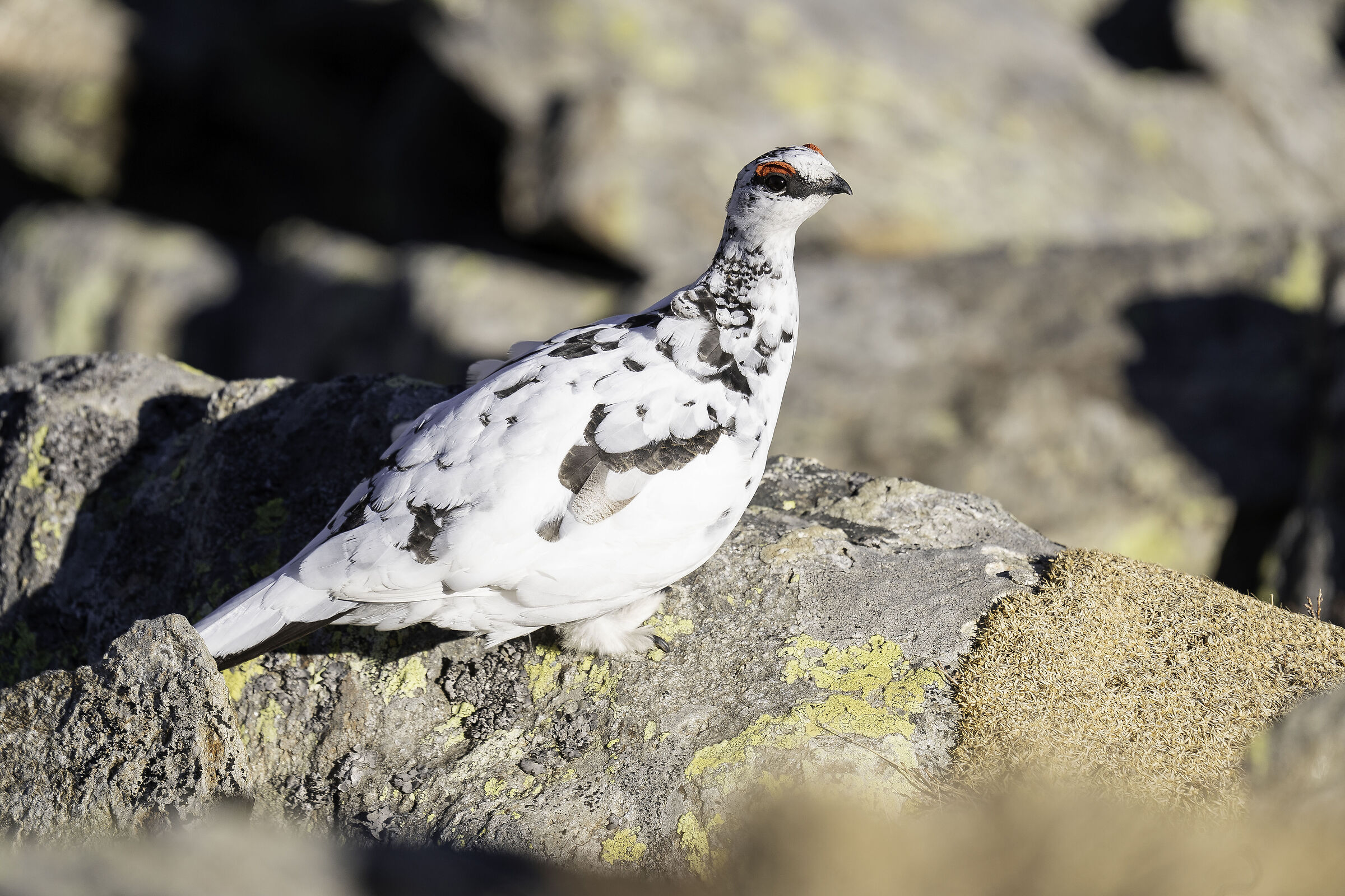 Partridge,Valsassina LC