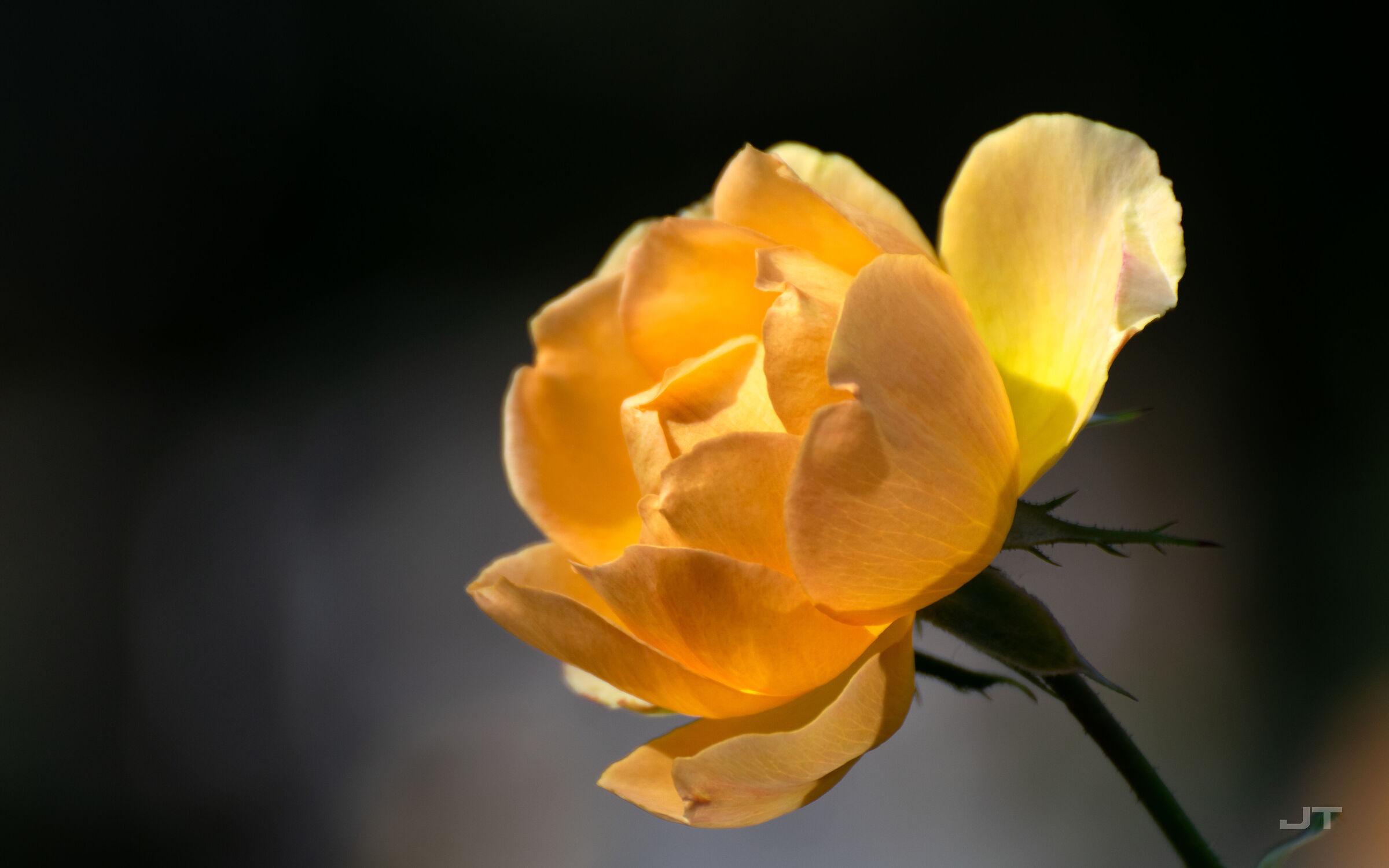 Colori di primavera