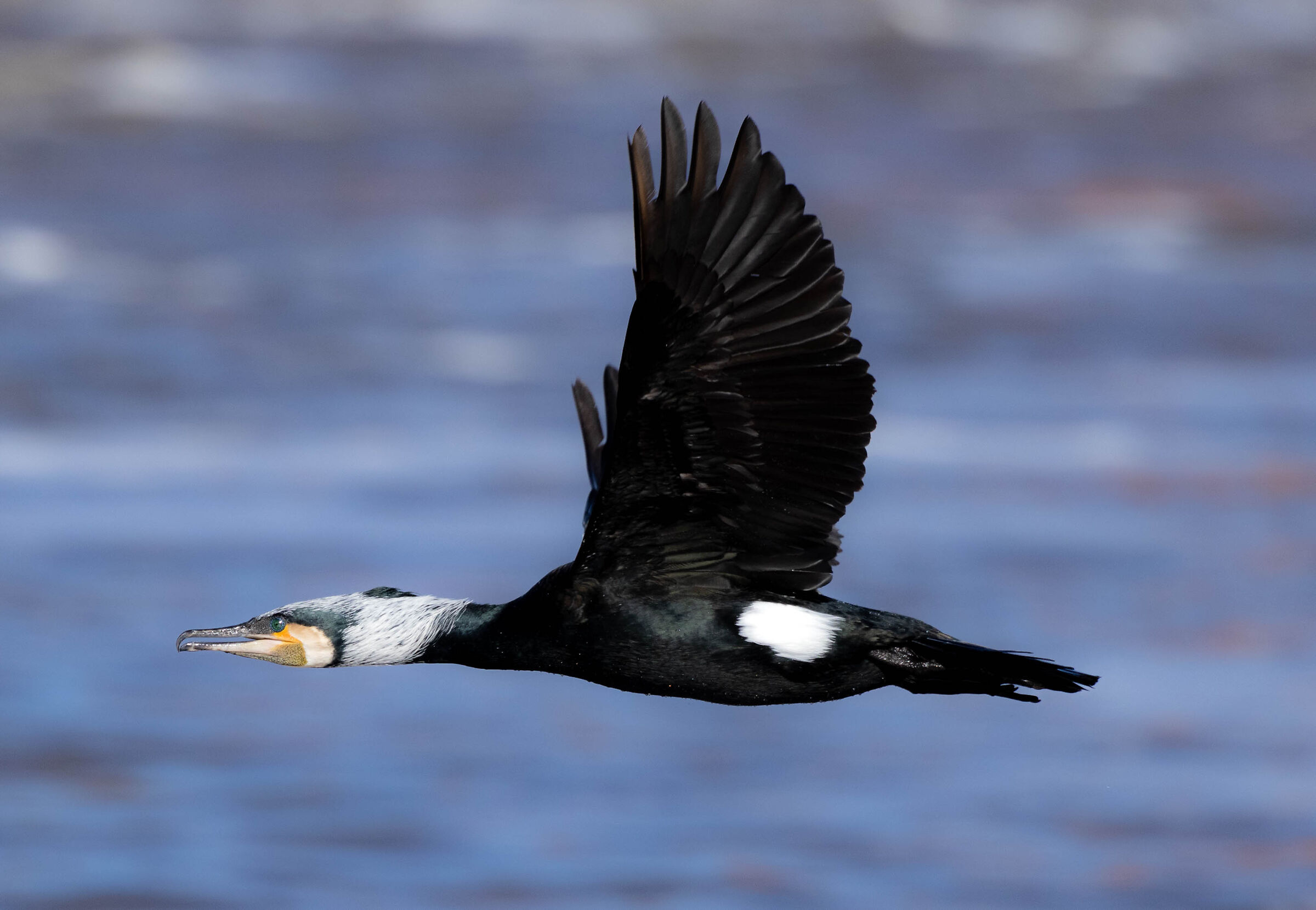 Cormorant
