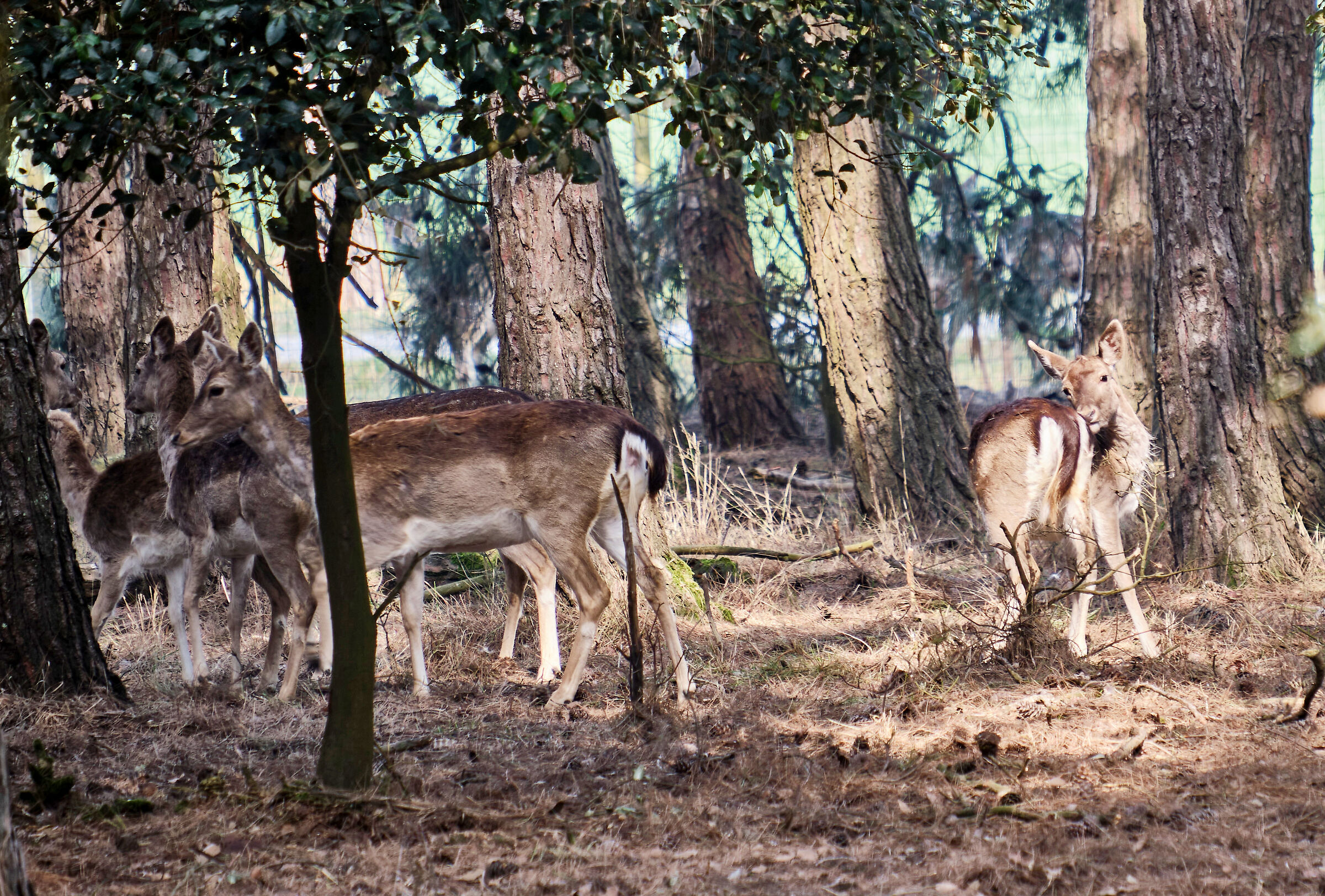 Meetings in the pine forest of Volano