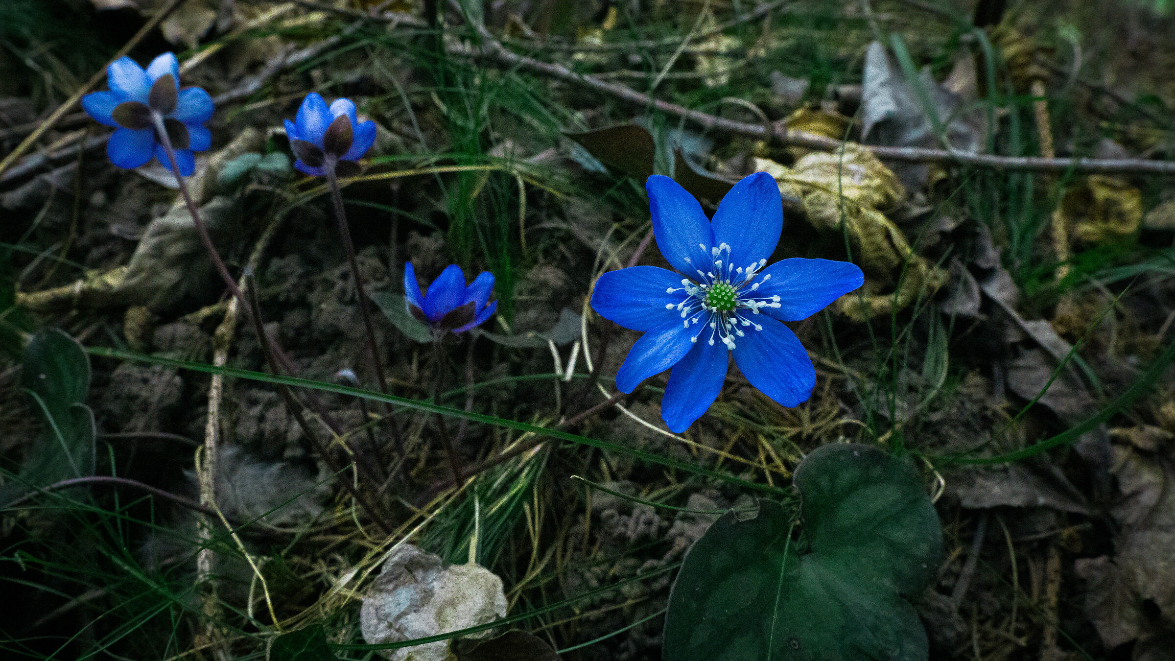 Spring flowers