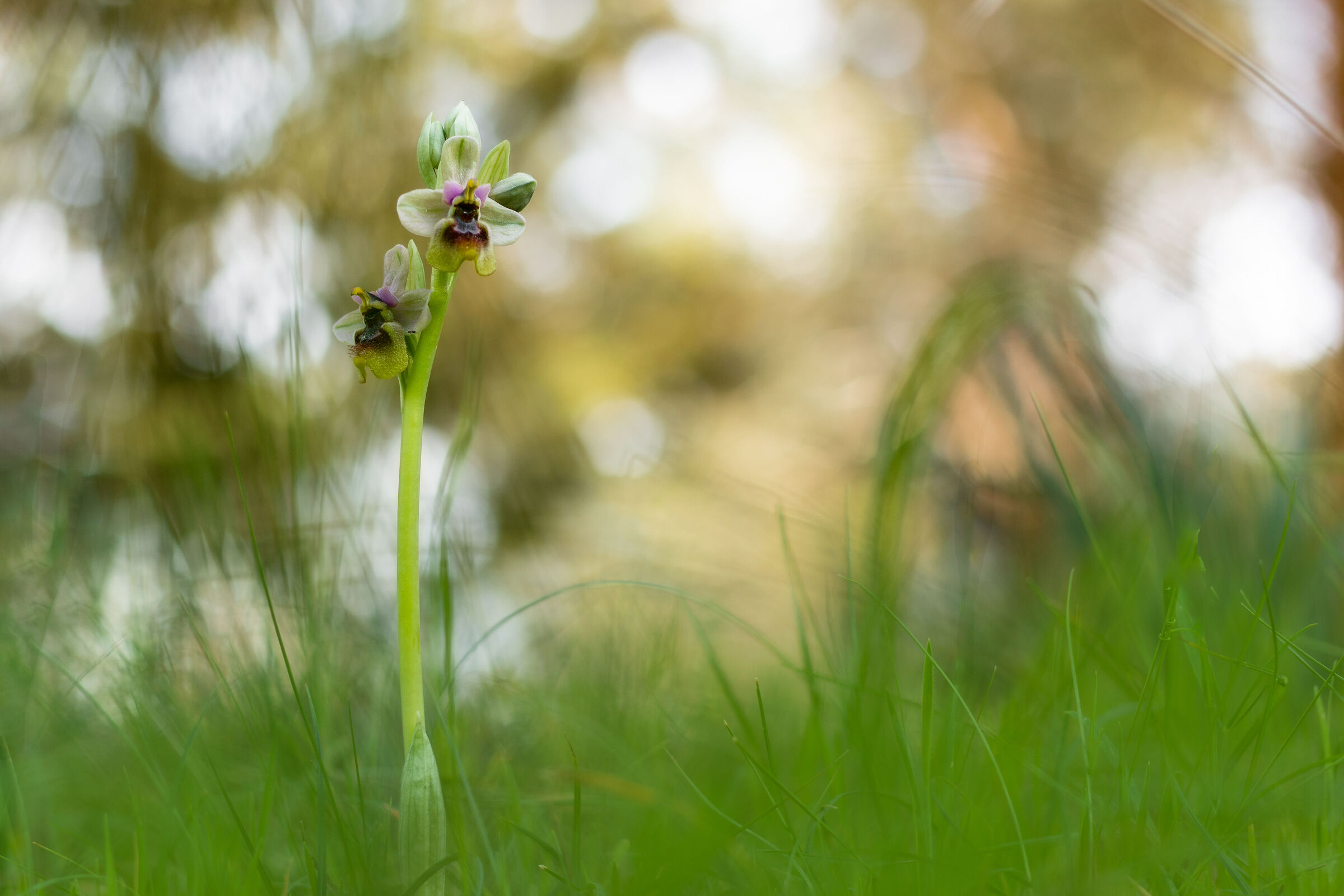 Ophrys tenthredinifera