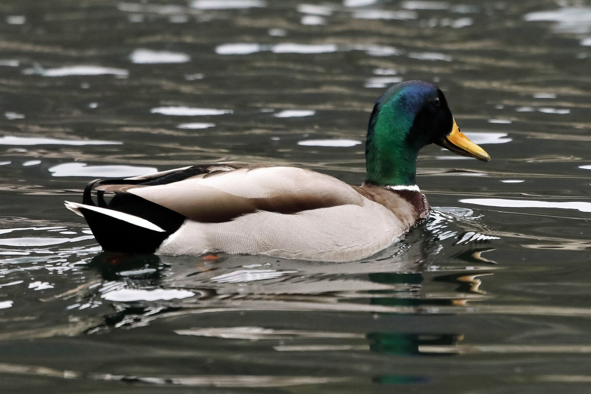 germano M 03-04-2022