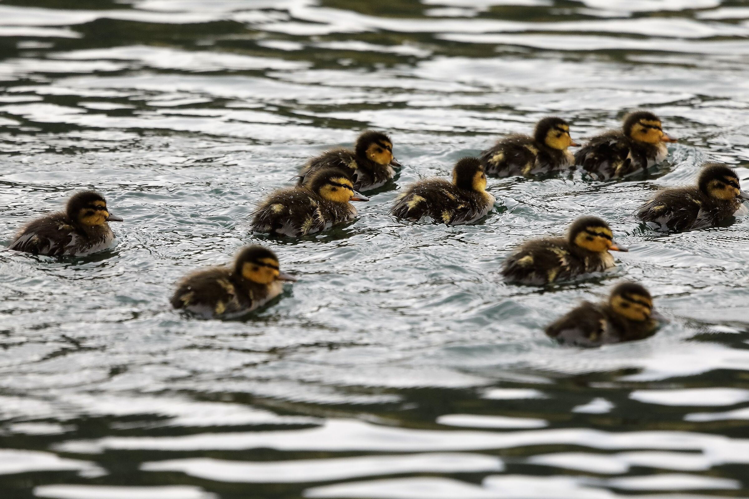 germani novelli 03-04-2022