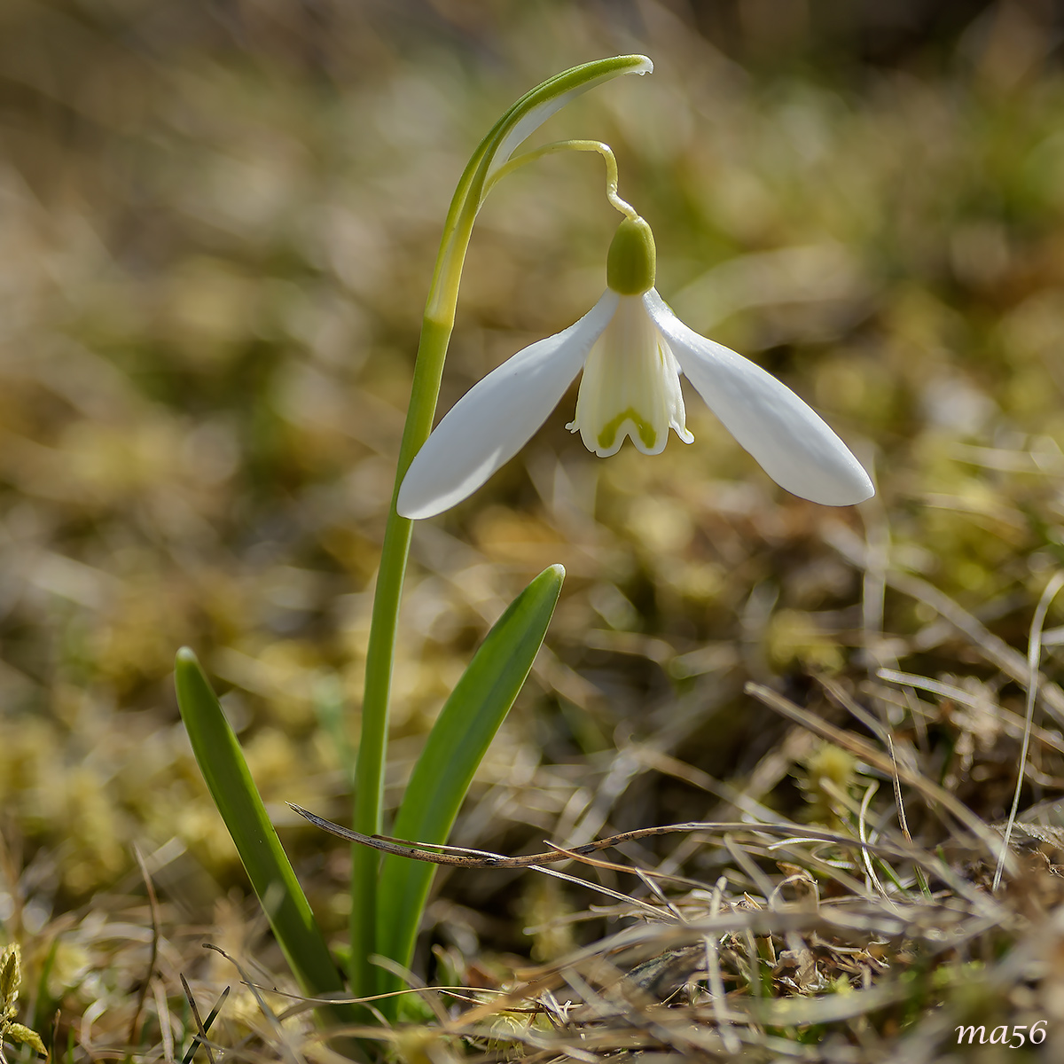 snowdrop