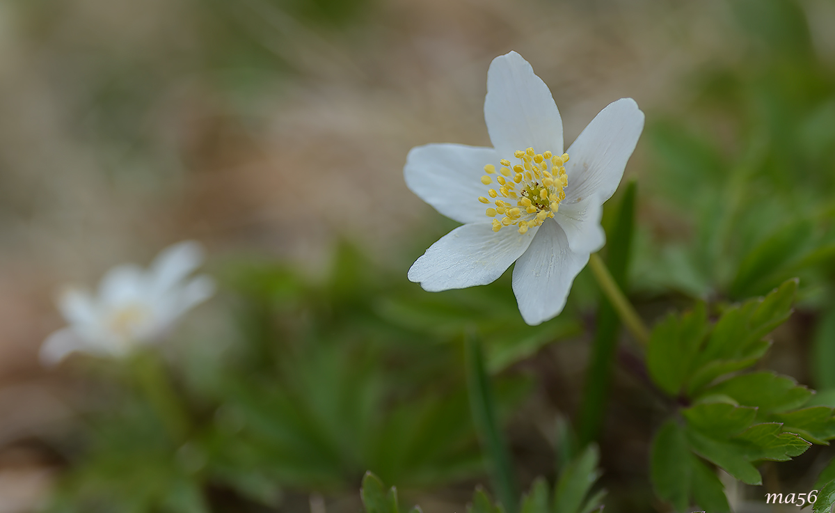 white anemone