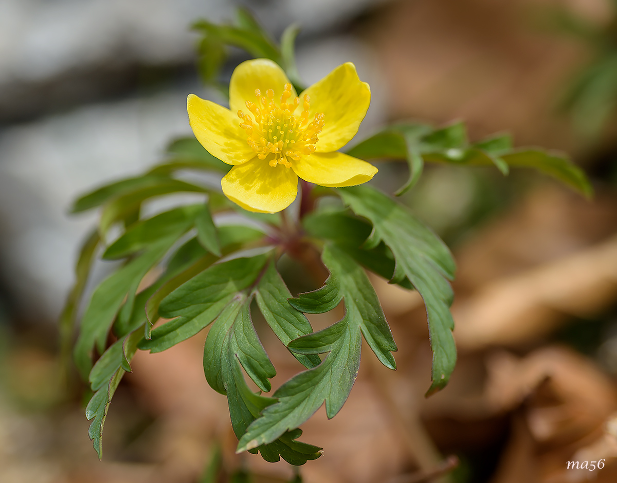 anemone giallo