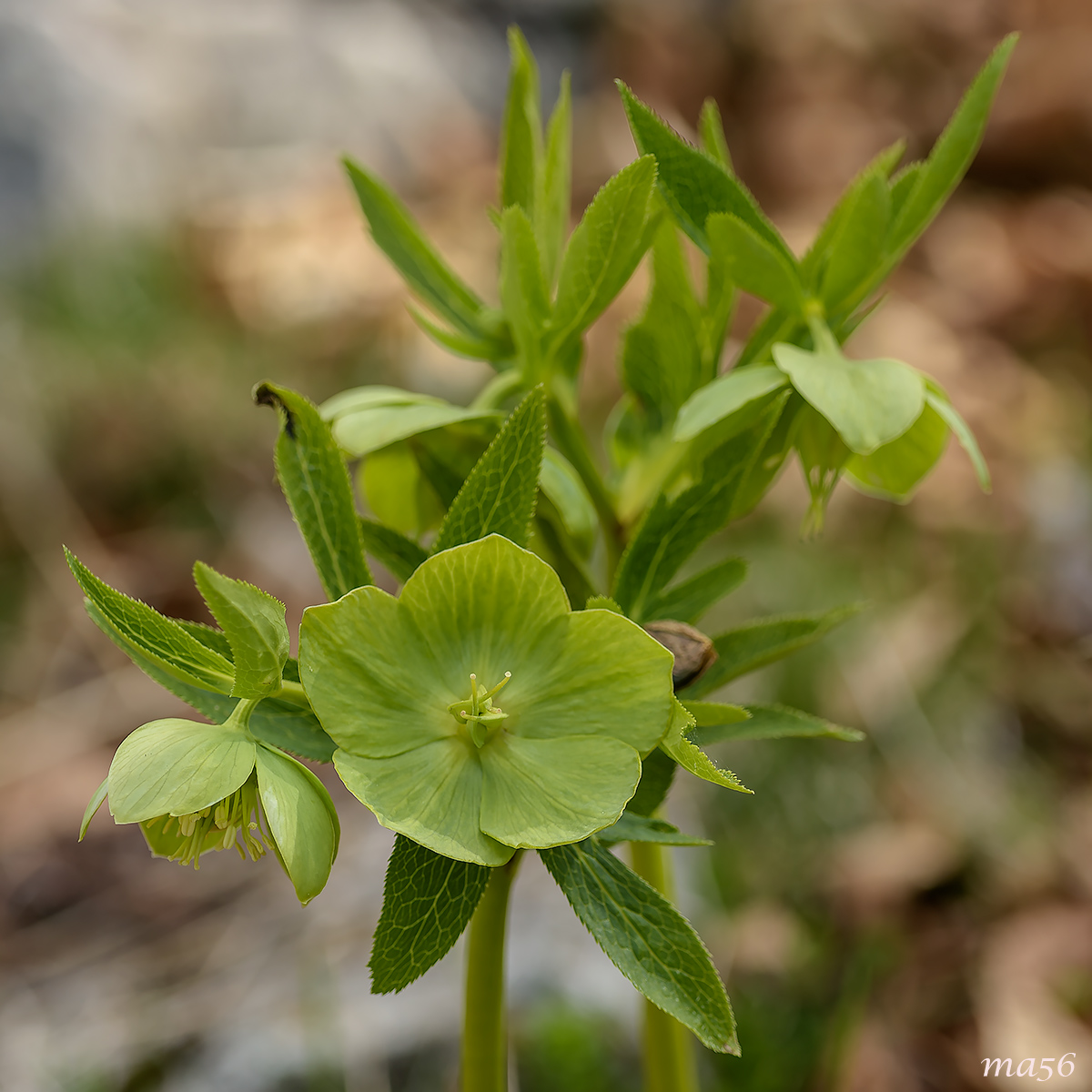 green hellebore