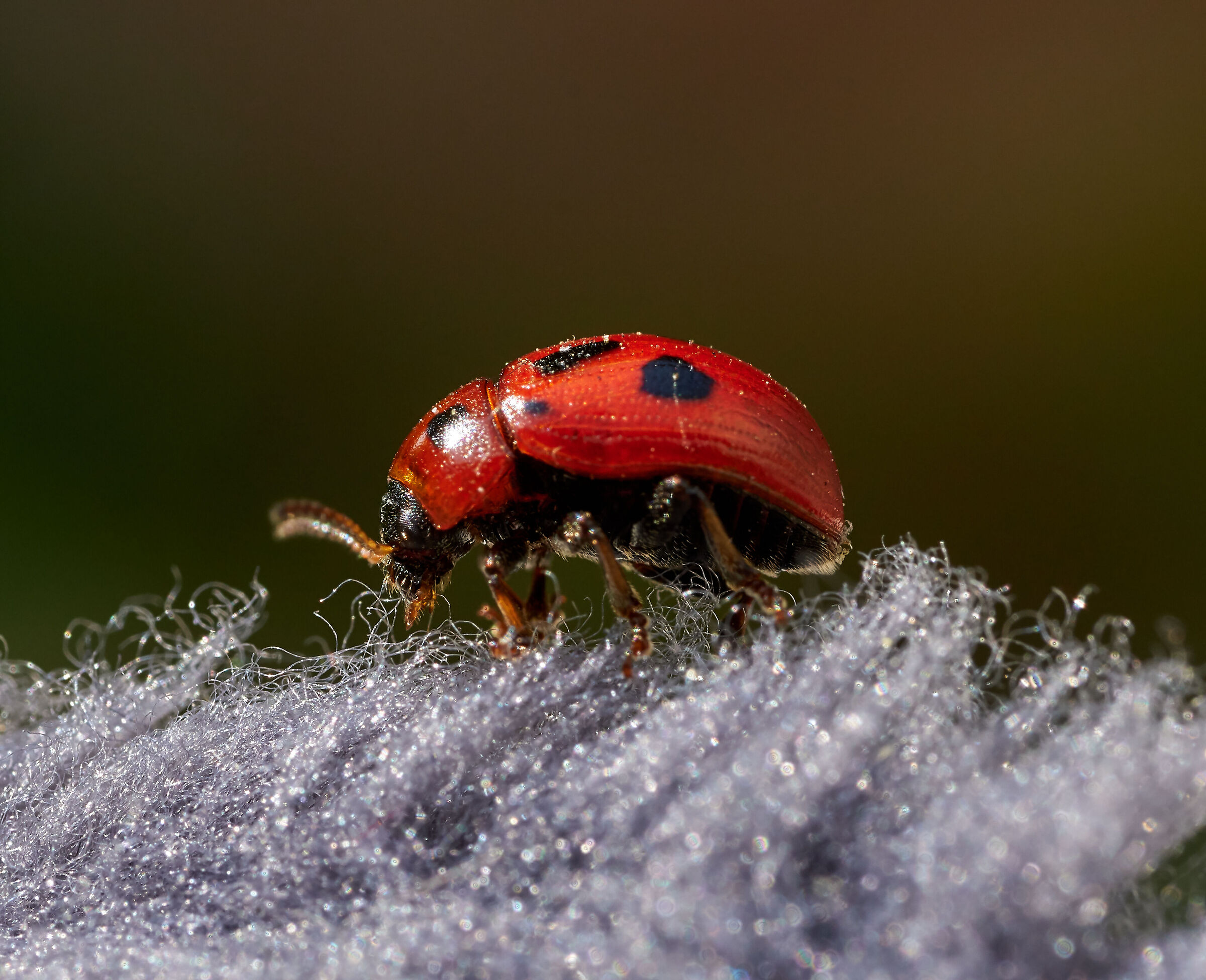 Gonioctena fornicata