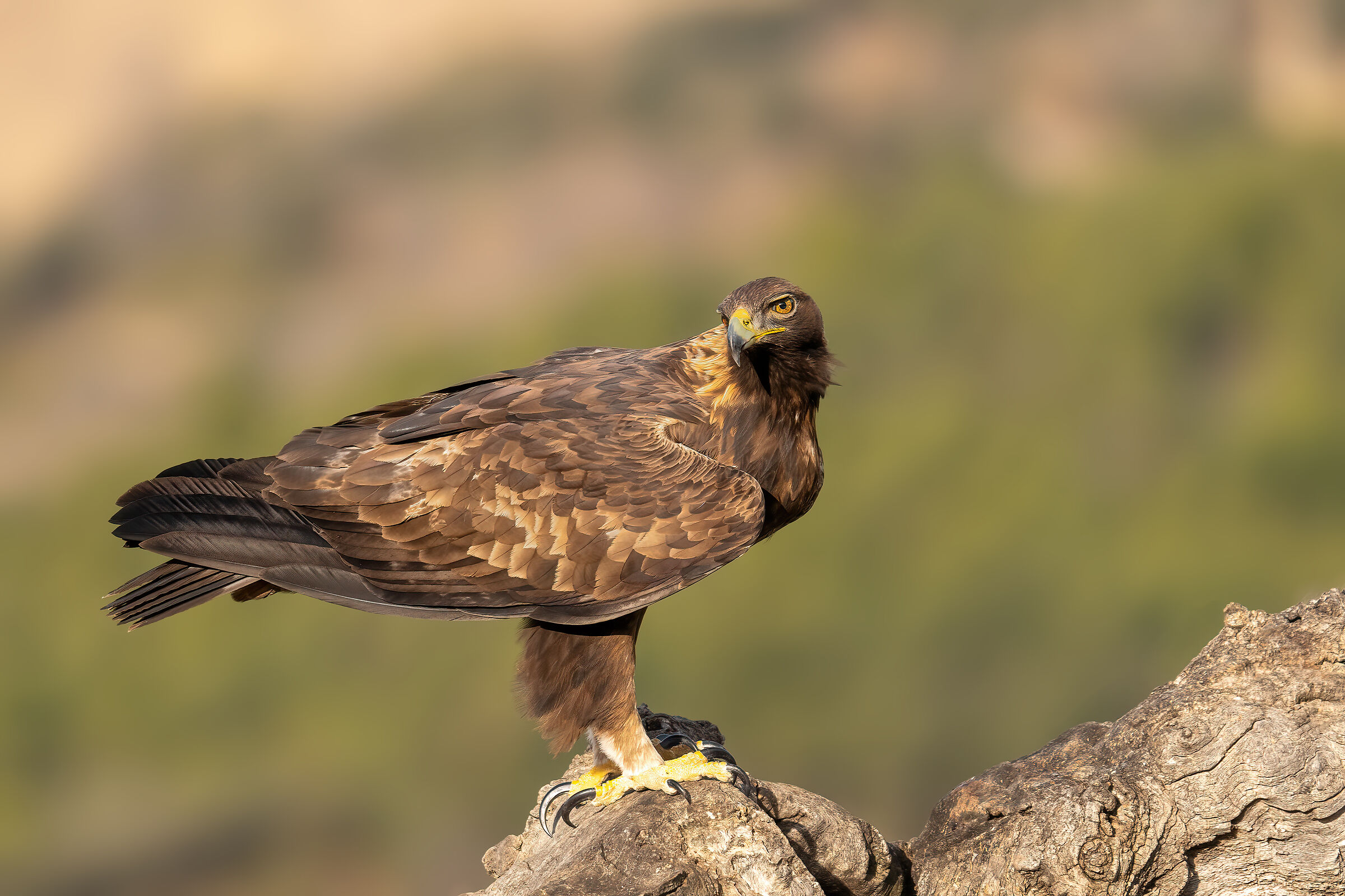Golden eagle