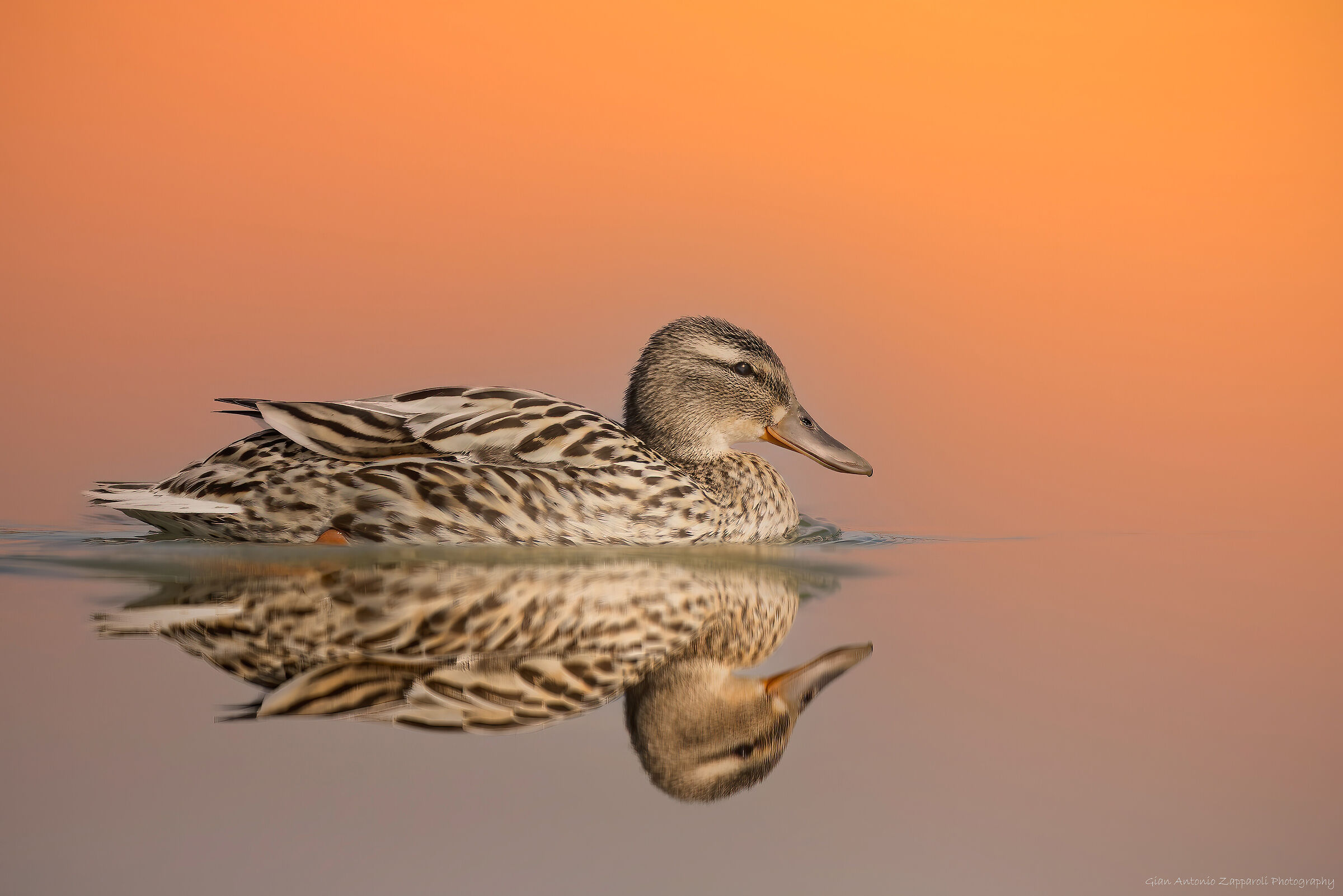 Germano reale femmina