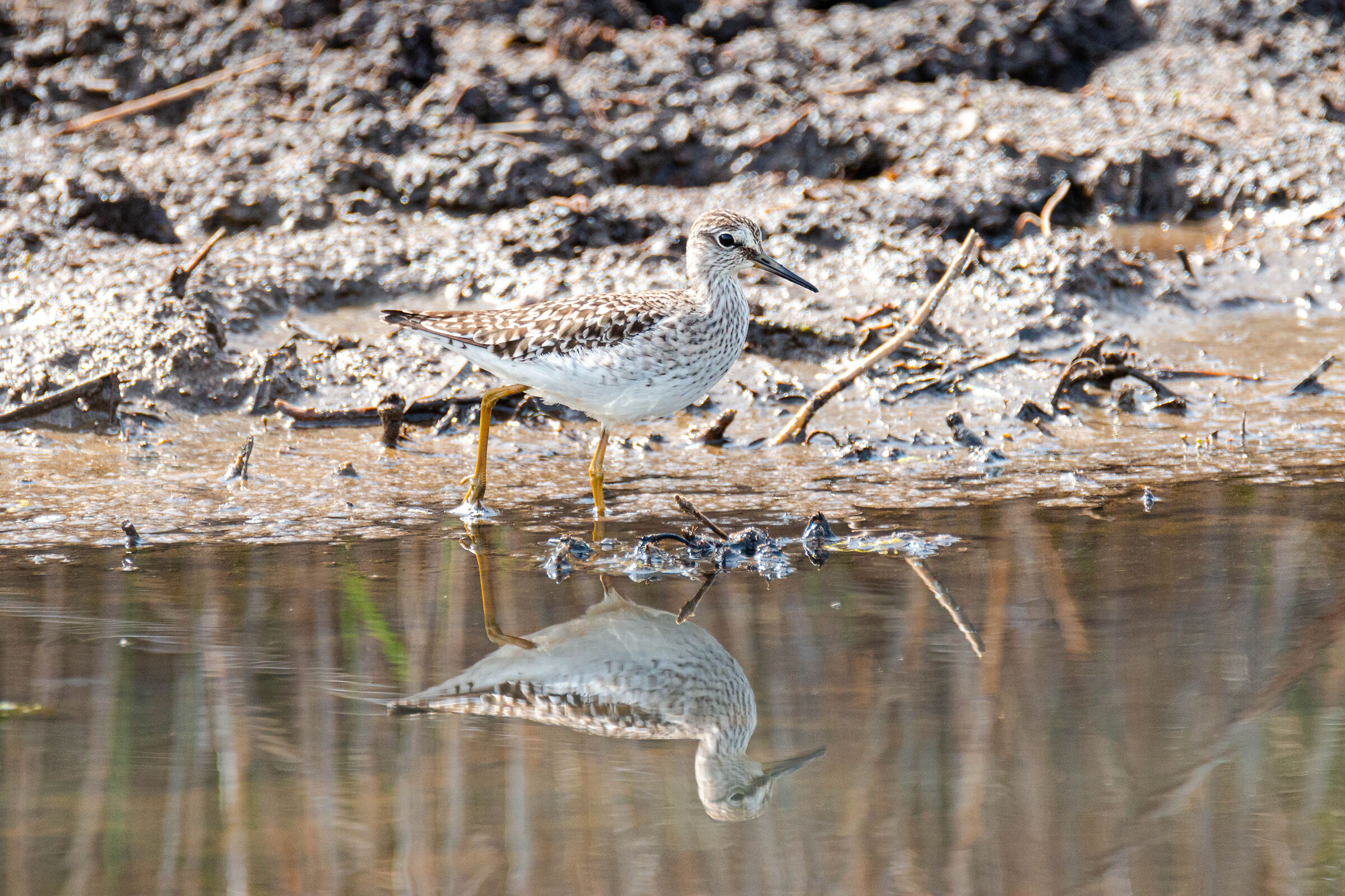 Piro piro boschereccio