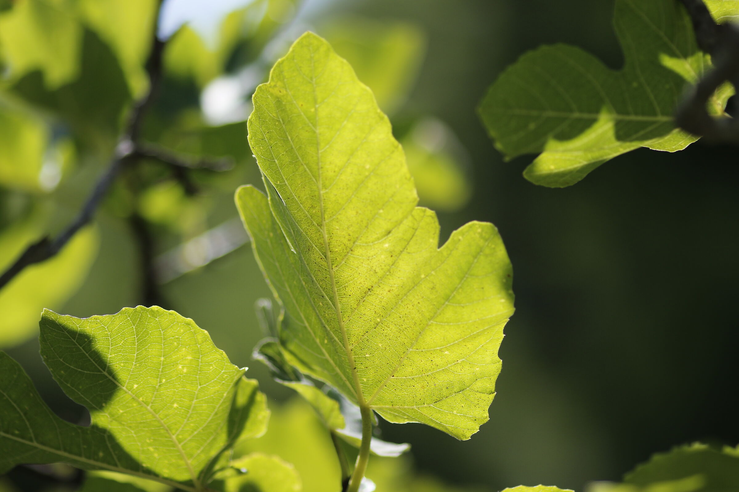 f.2.0, 1/ 4.000, ISO 125