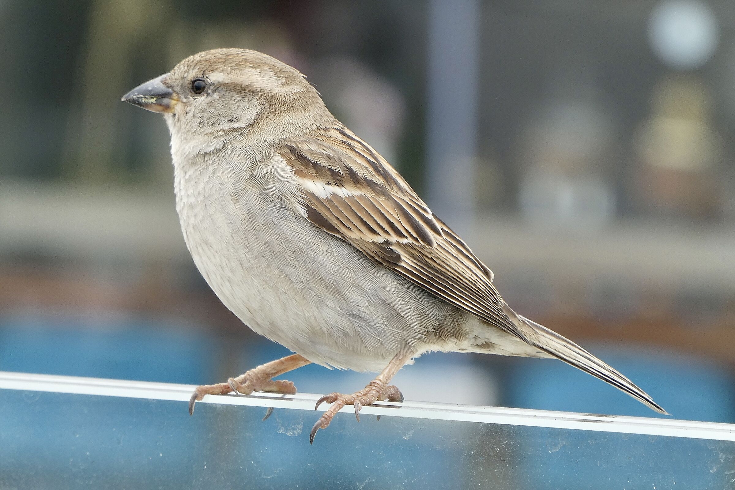 passera italia femmina