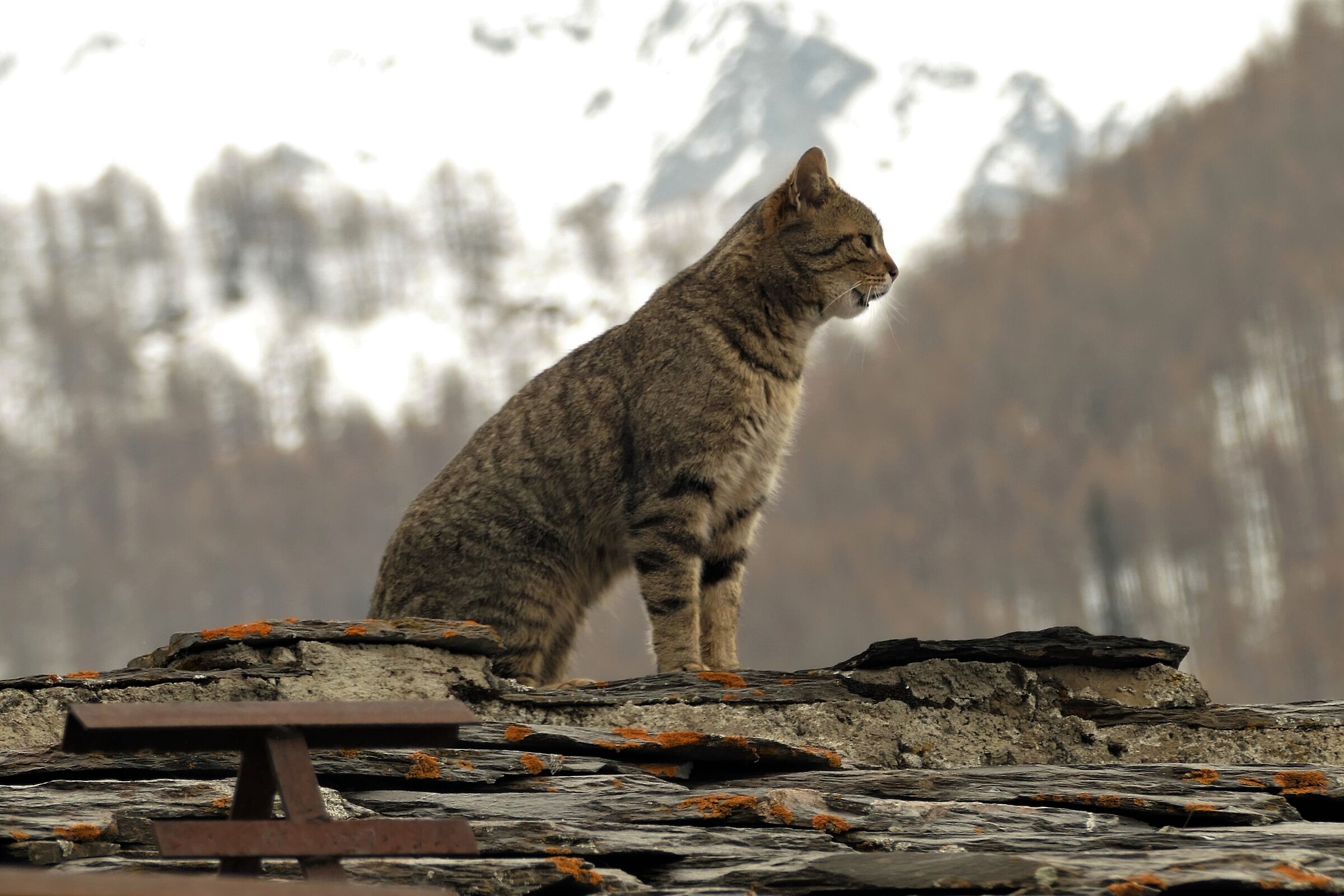 on the Alpine peaks