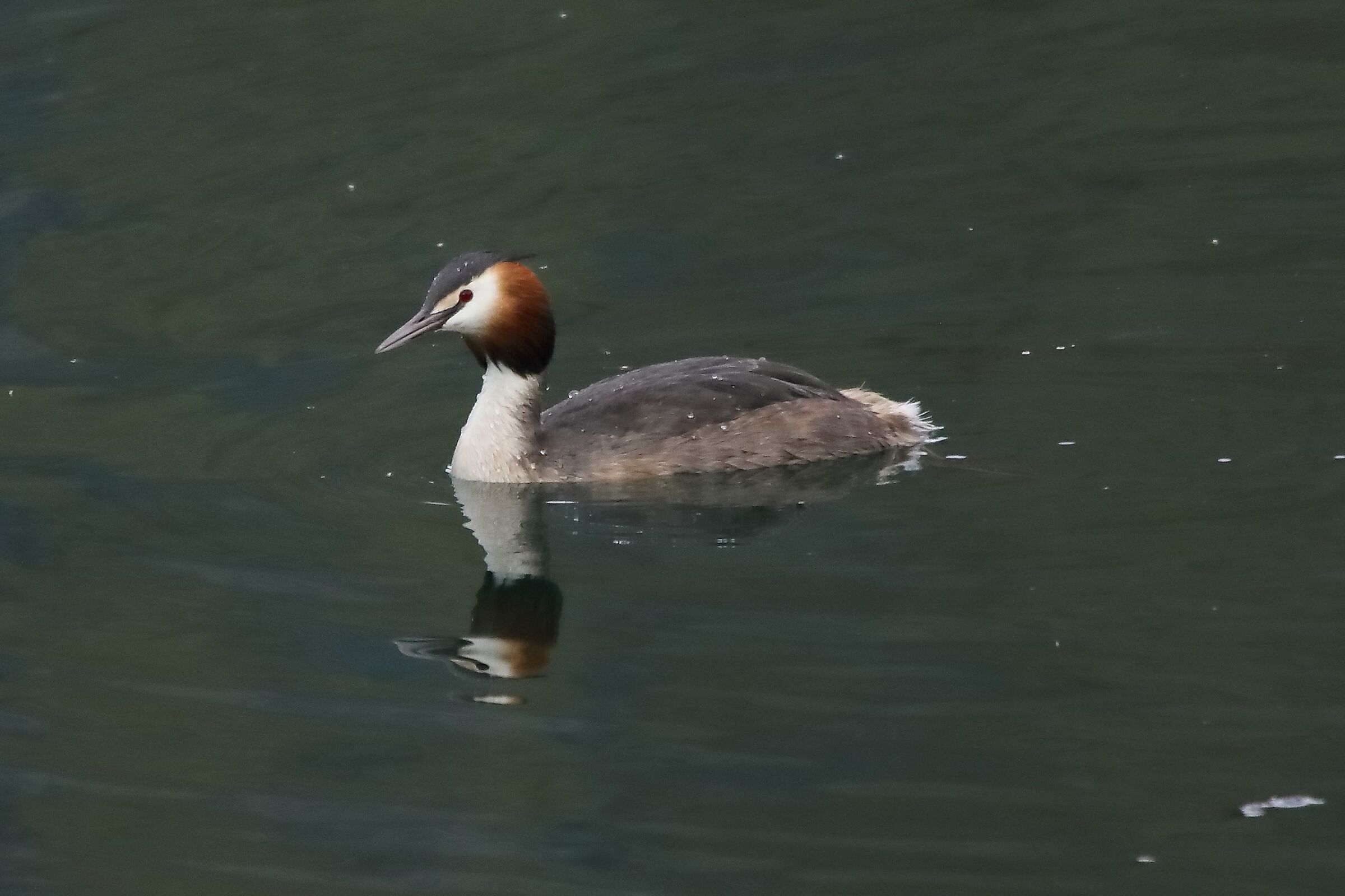grebe 04-04-2022