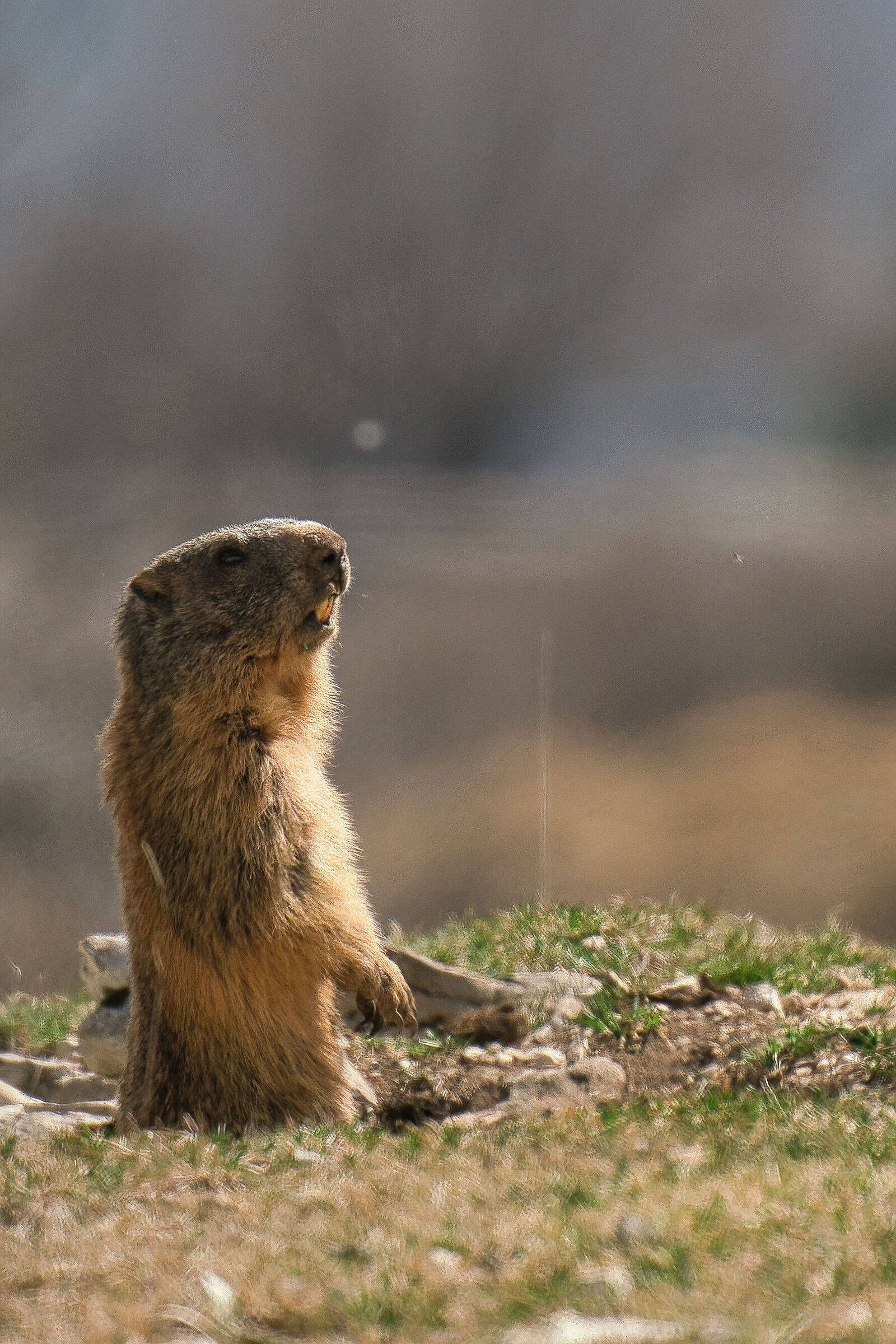 Marmotta